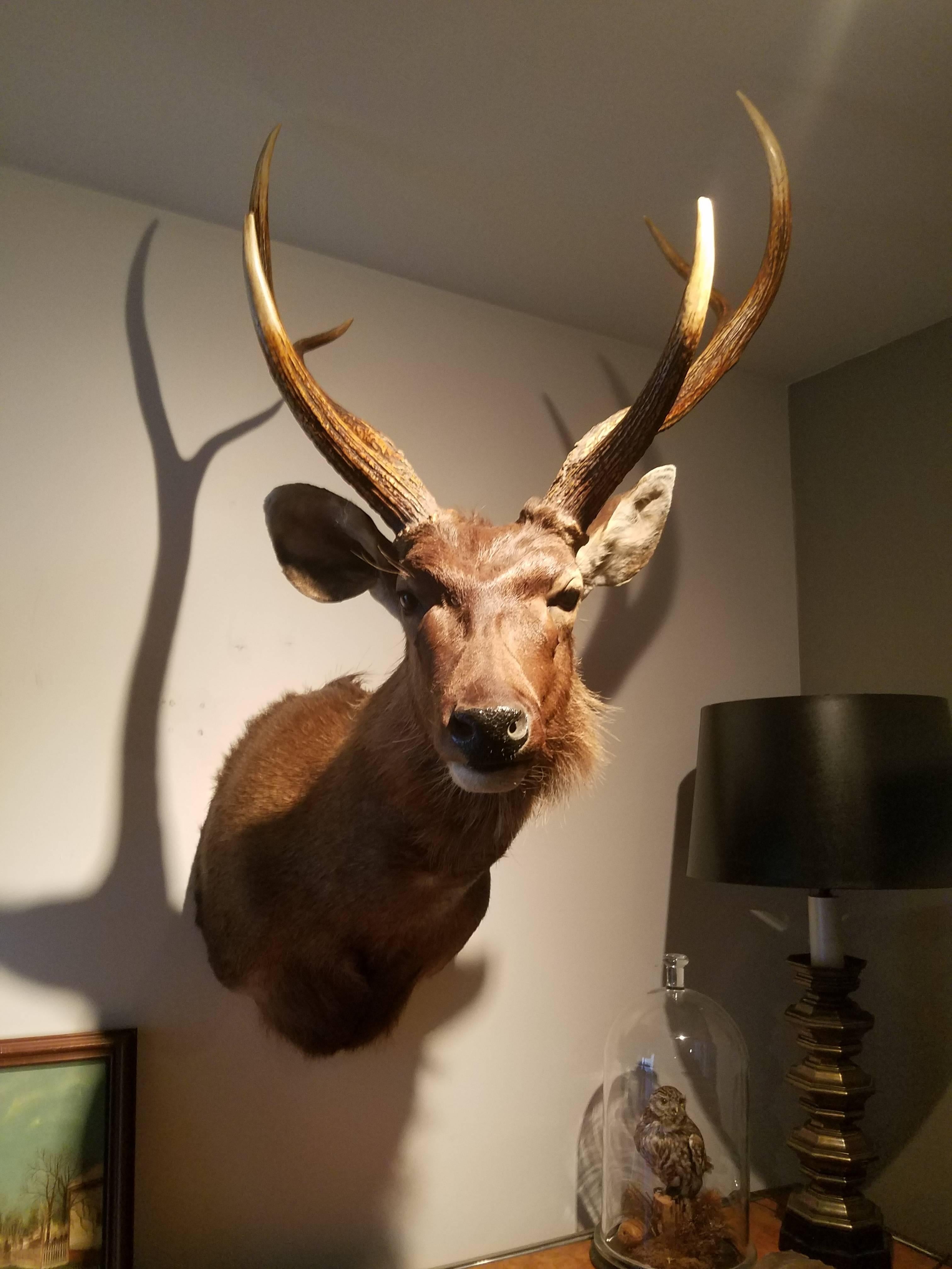 This is a beautiful South Pacific Red Stag shoulder taxidermy mount. It is posed with the head upright looking to the stag's right side out into the room. It has an extraordinary hide with excellent hair quality and great size.

The red deer is