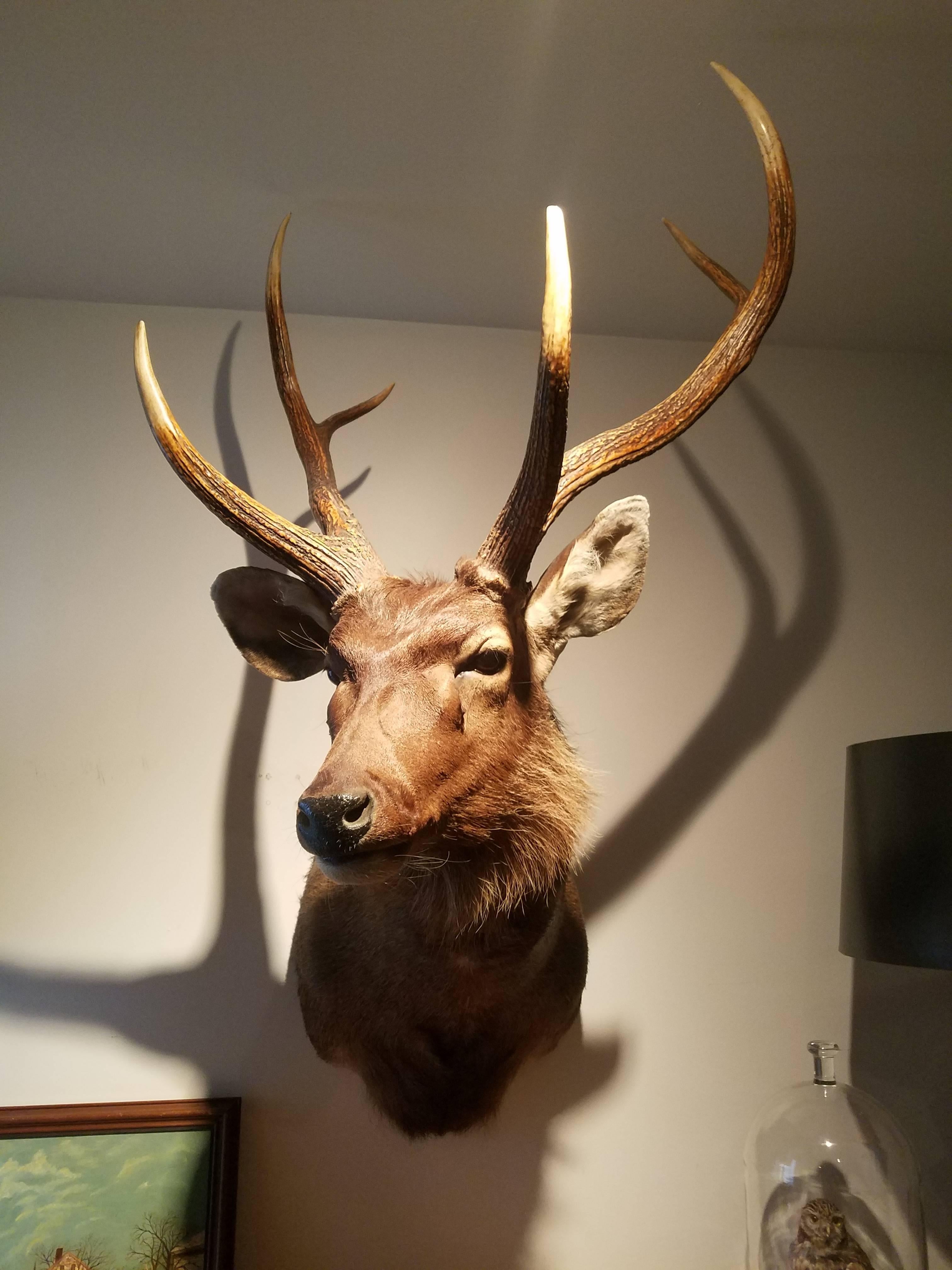 red stag for sale
