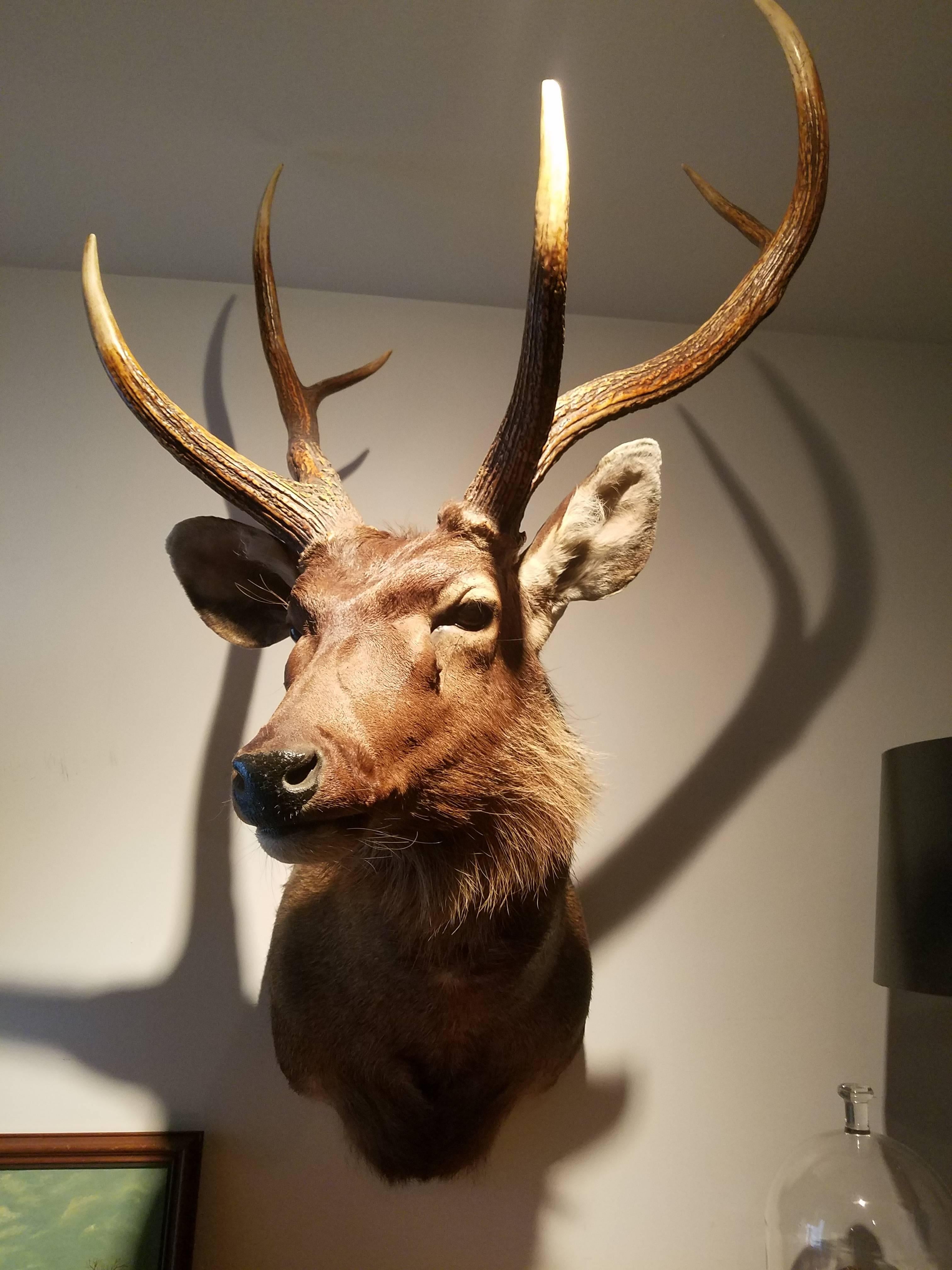 Monumental and Majestic Red Stag In Excellent Condition In New York, NY