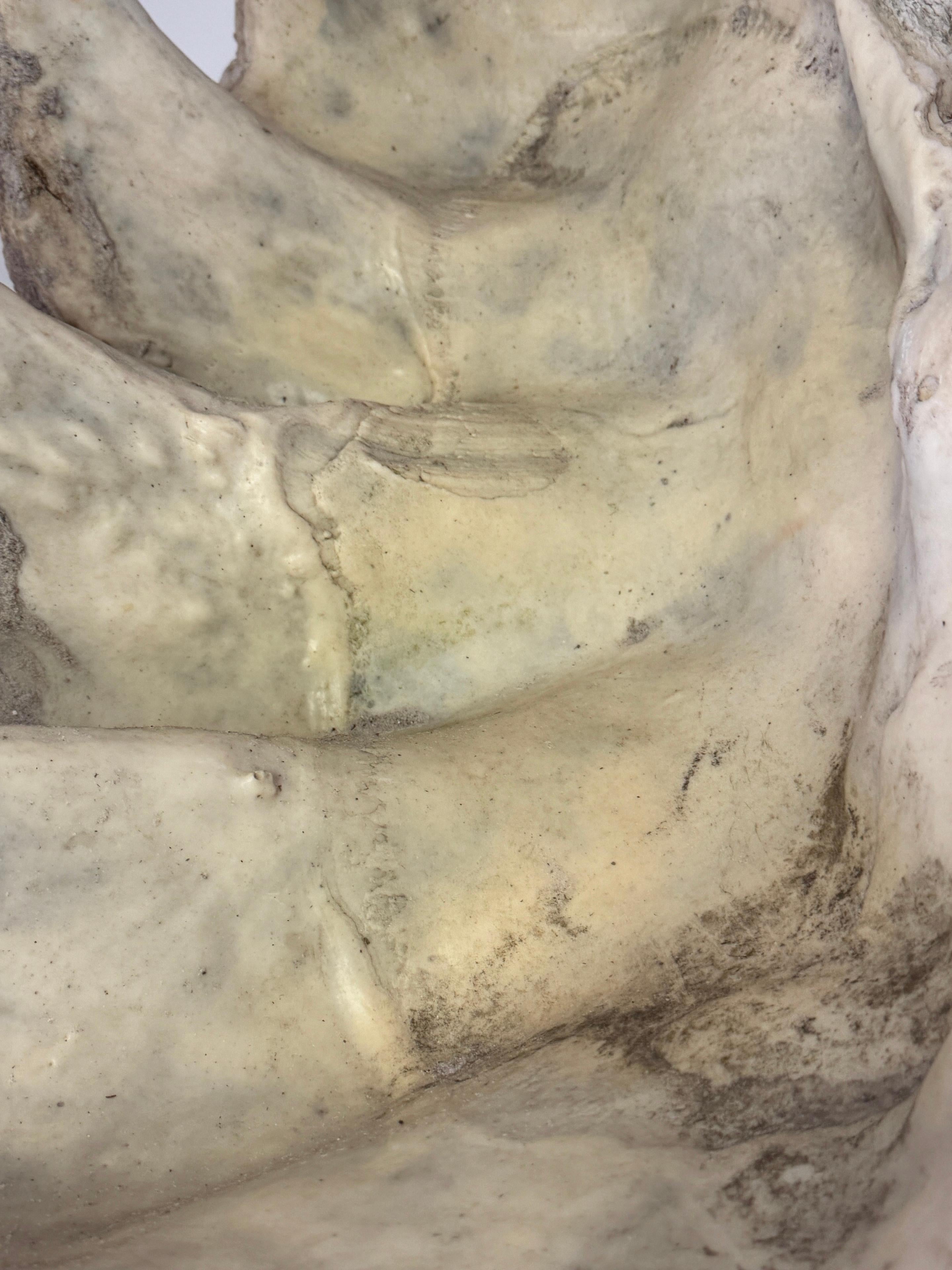 Monumental Faux Giant Clam Shell Fiberglass/Resin Authentic Weathered Patina 40