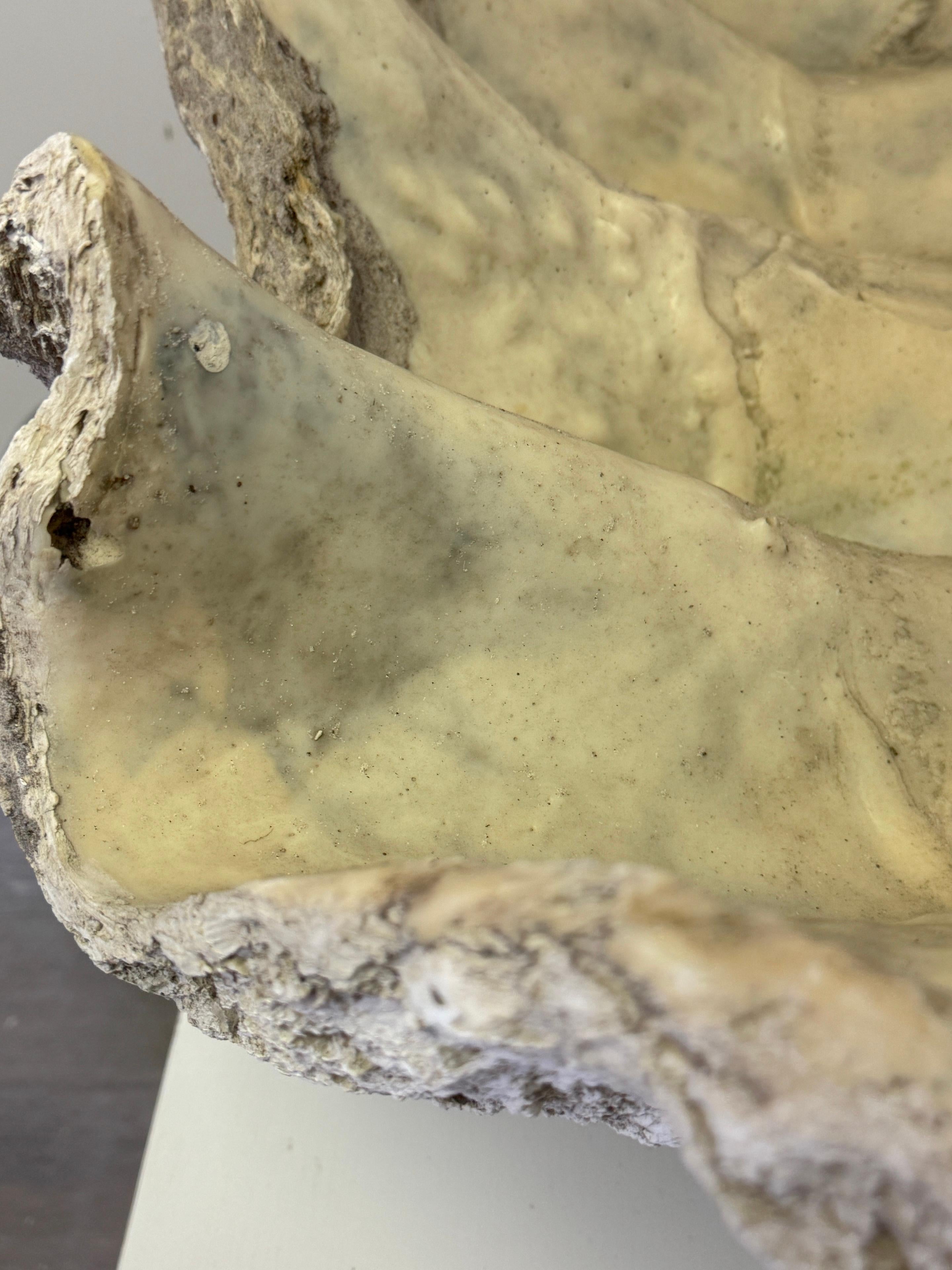 Monumental Faux Giant Clam Shell Fiberglass/Resin Authentic Weathered Patina 40