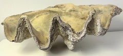 Monumental Faux Giant Clam Shell Fiberglass/Resin Authentic Weathered Patina 40"