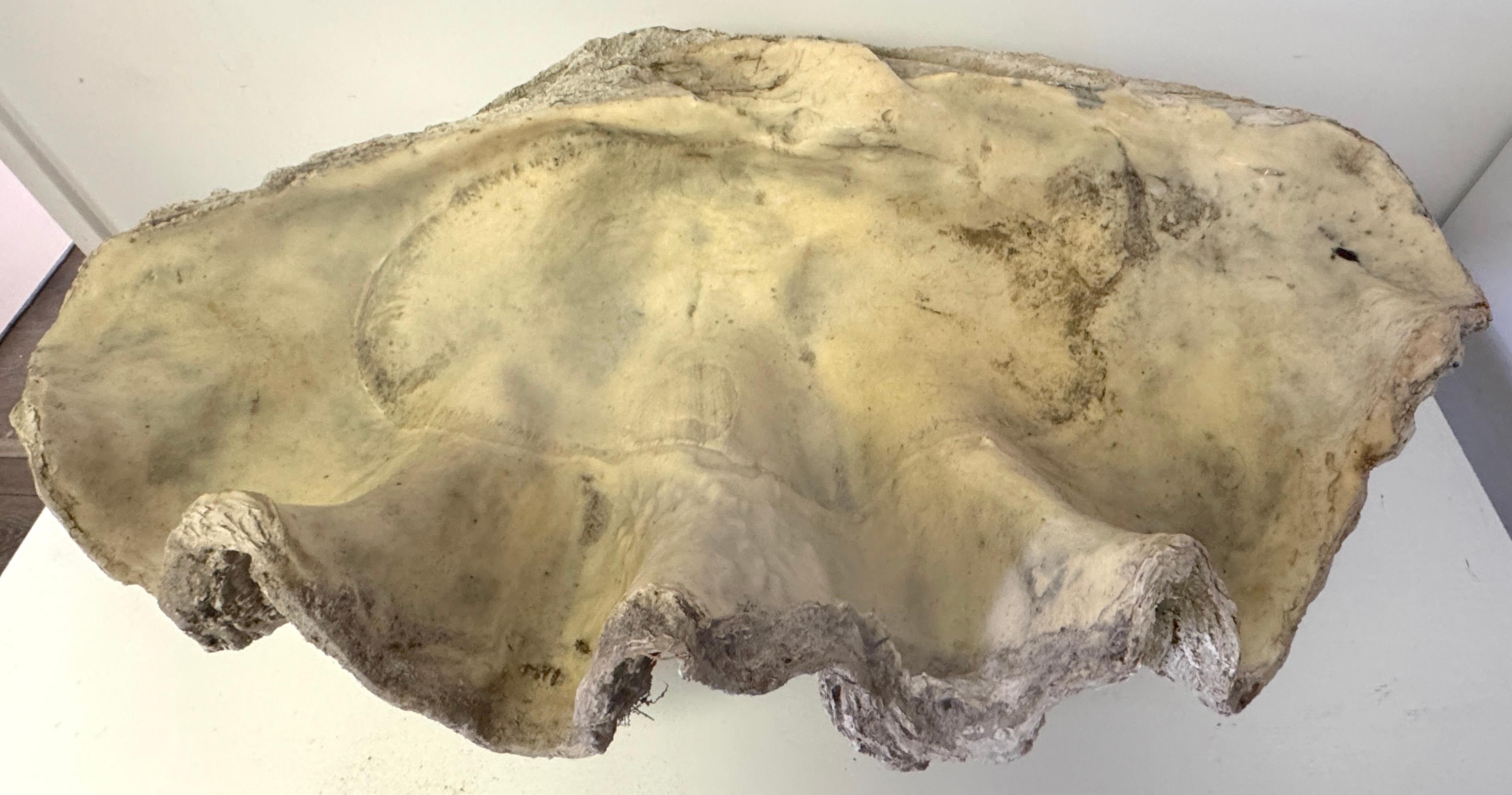 Monumental Faux Giant Clam Shell Fiberglass/Resin Authentic Weathered Patina 40