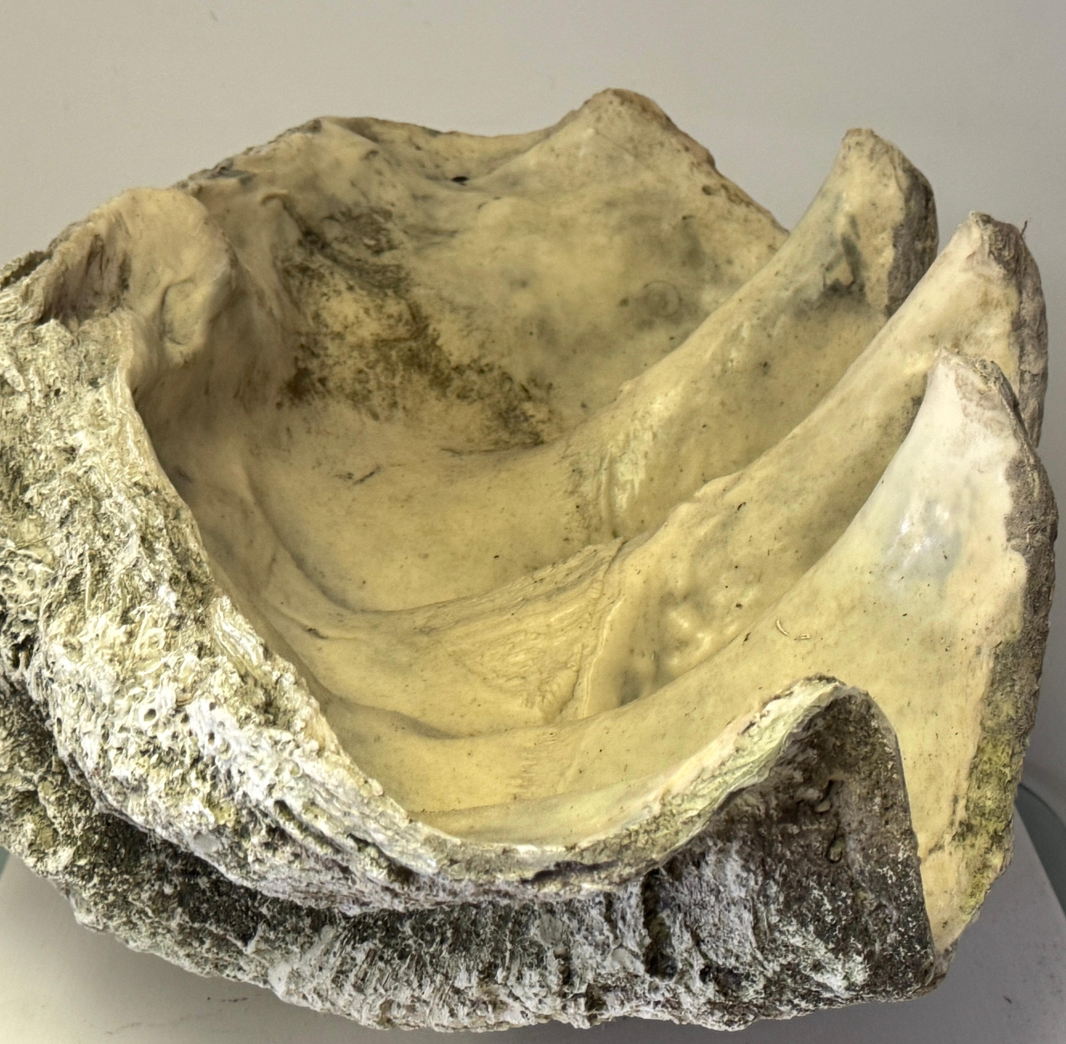 Monumental Faux Giant Clam Shell Fiberglass/Resin Authentic Weathered Patina 40
