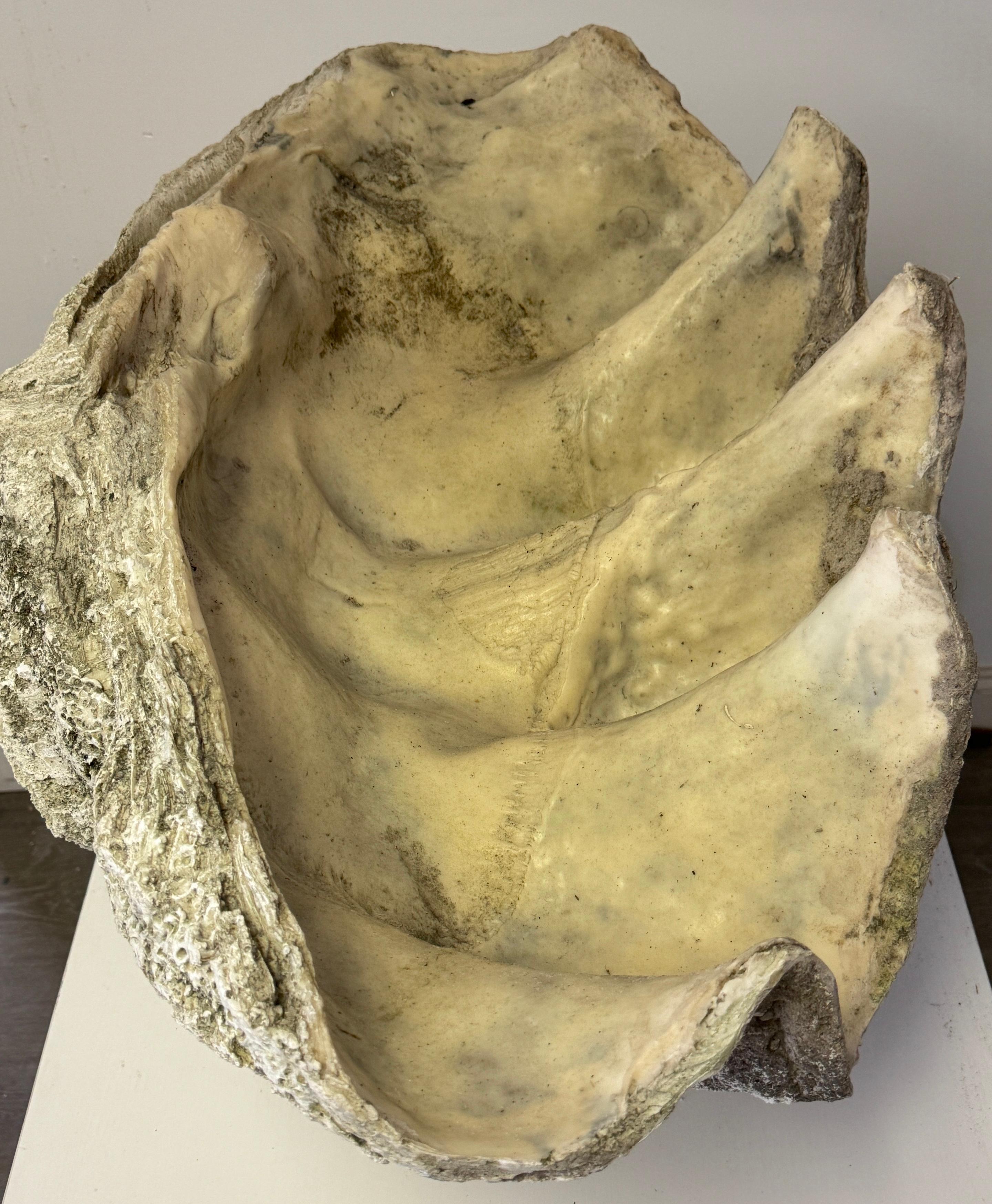 Monumental Faux Giant Clam Shell Fiberglass/Resin Authentic Weathered Patina 40