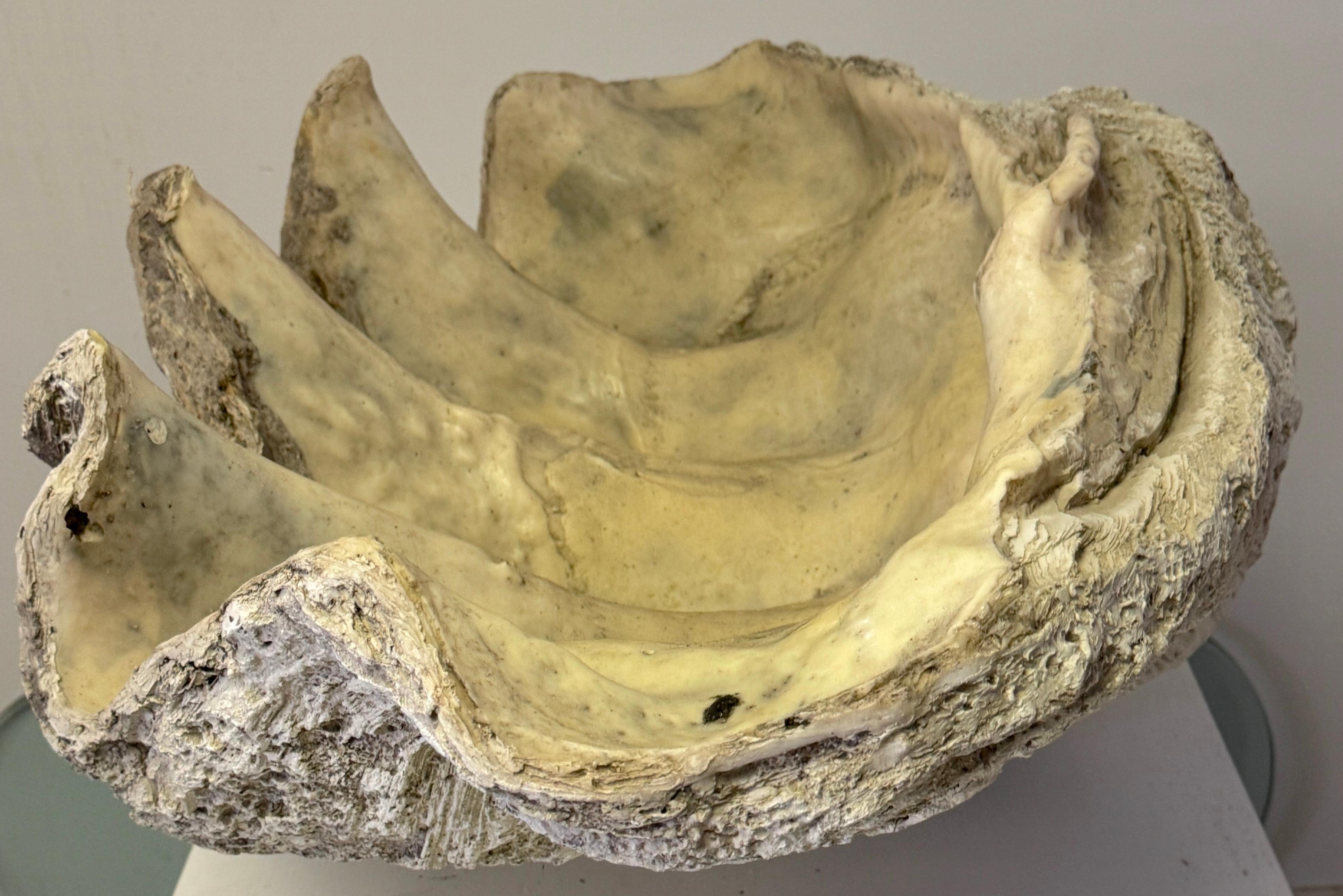 Monumental Faux Giant Clam Shell Fiberglass/Resin Authentic Weathered Patina 40