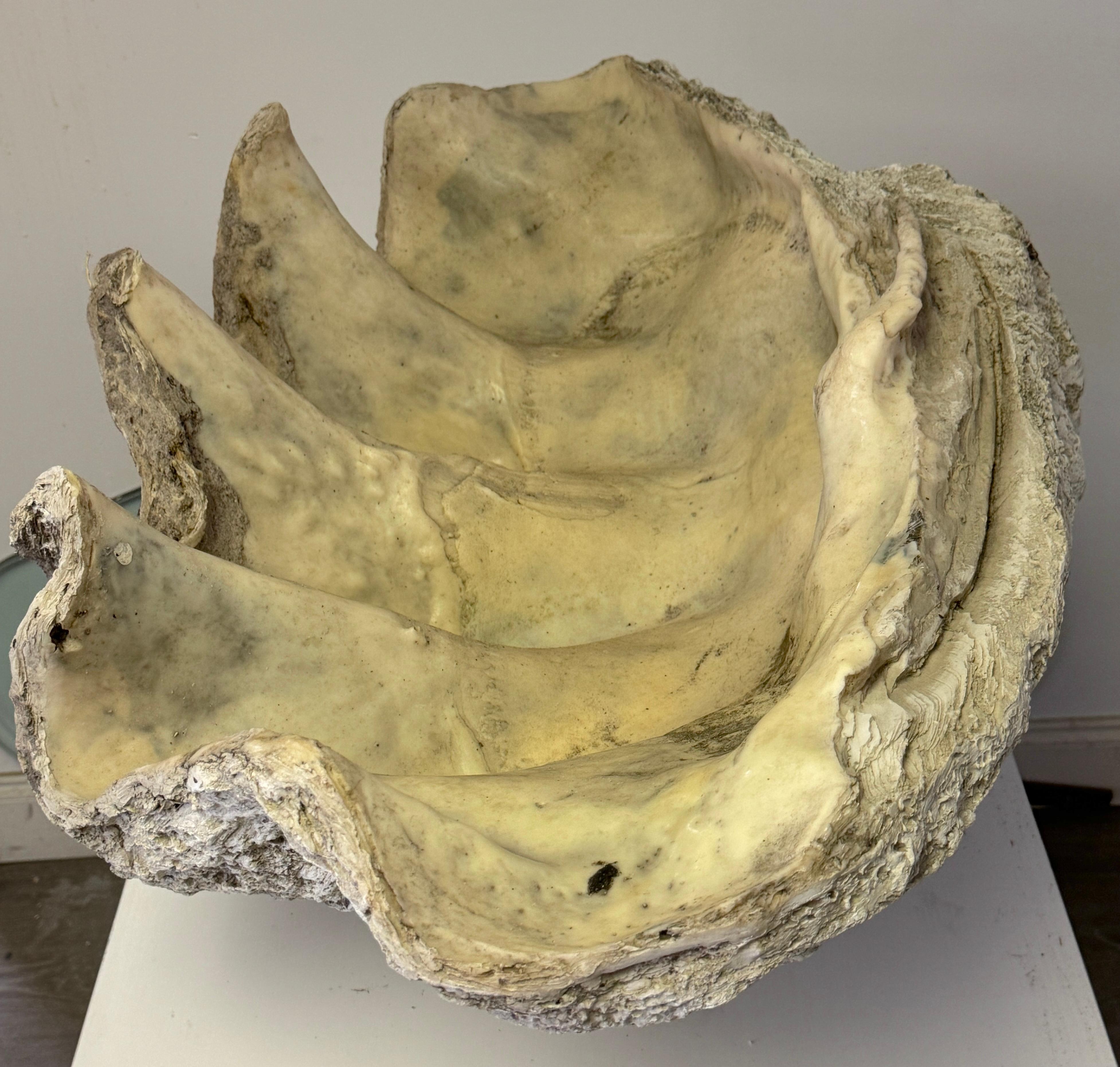 Monumental Faux Giant Clam Shell Fiberglass/Resin Authentic Weathered Patina 40