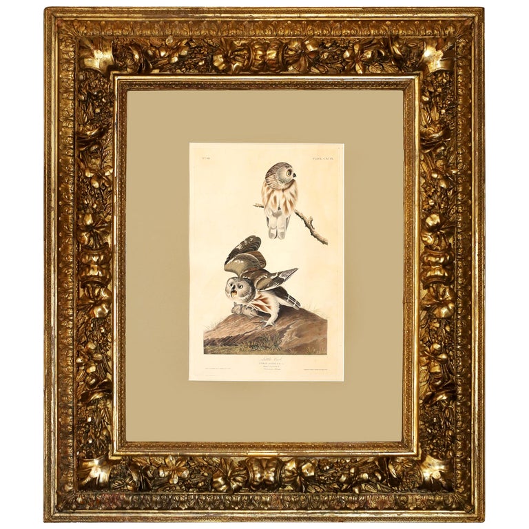 Audubon's "Little Owl, "1834 Havell Edition in Gilt 19th Century Frame