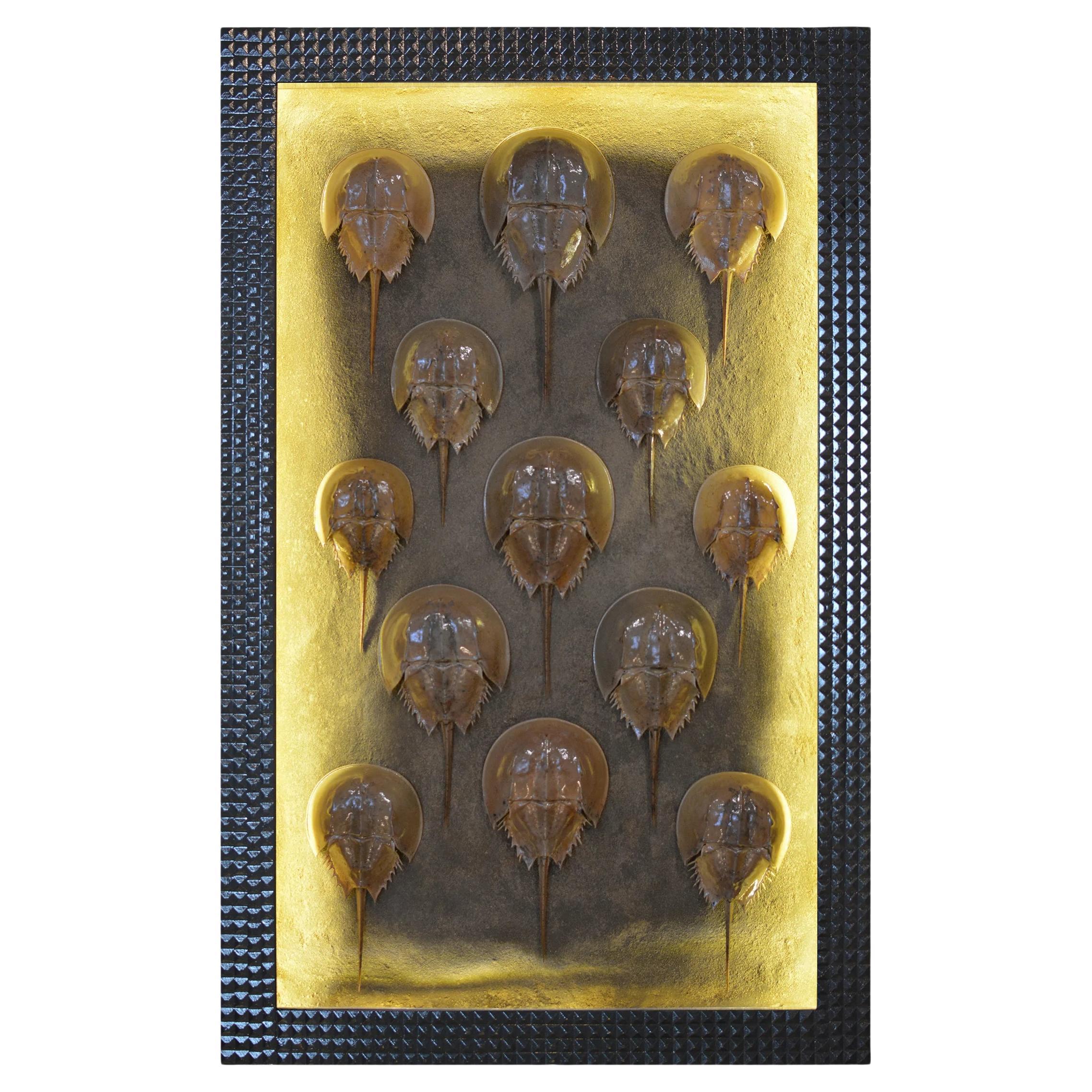 Monumental LED Shadowbox Art Diorama with Taxidermy Horseshoe Crabs, In Stock