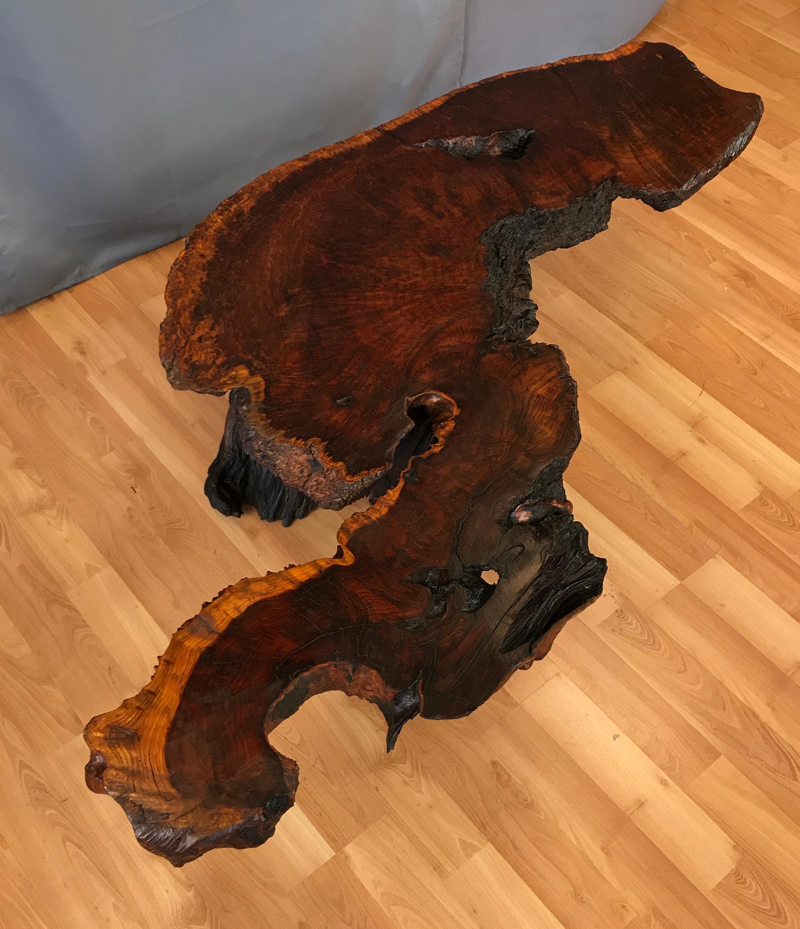Monumental Live Edge Redwood Burl Coffee or Cocktail Table 12