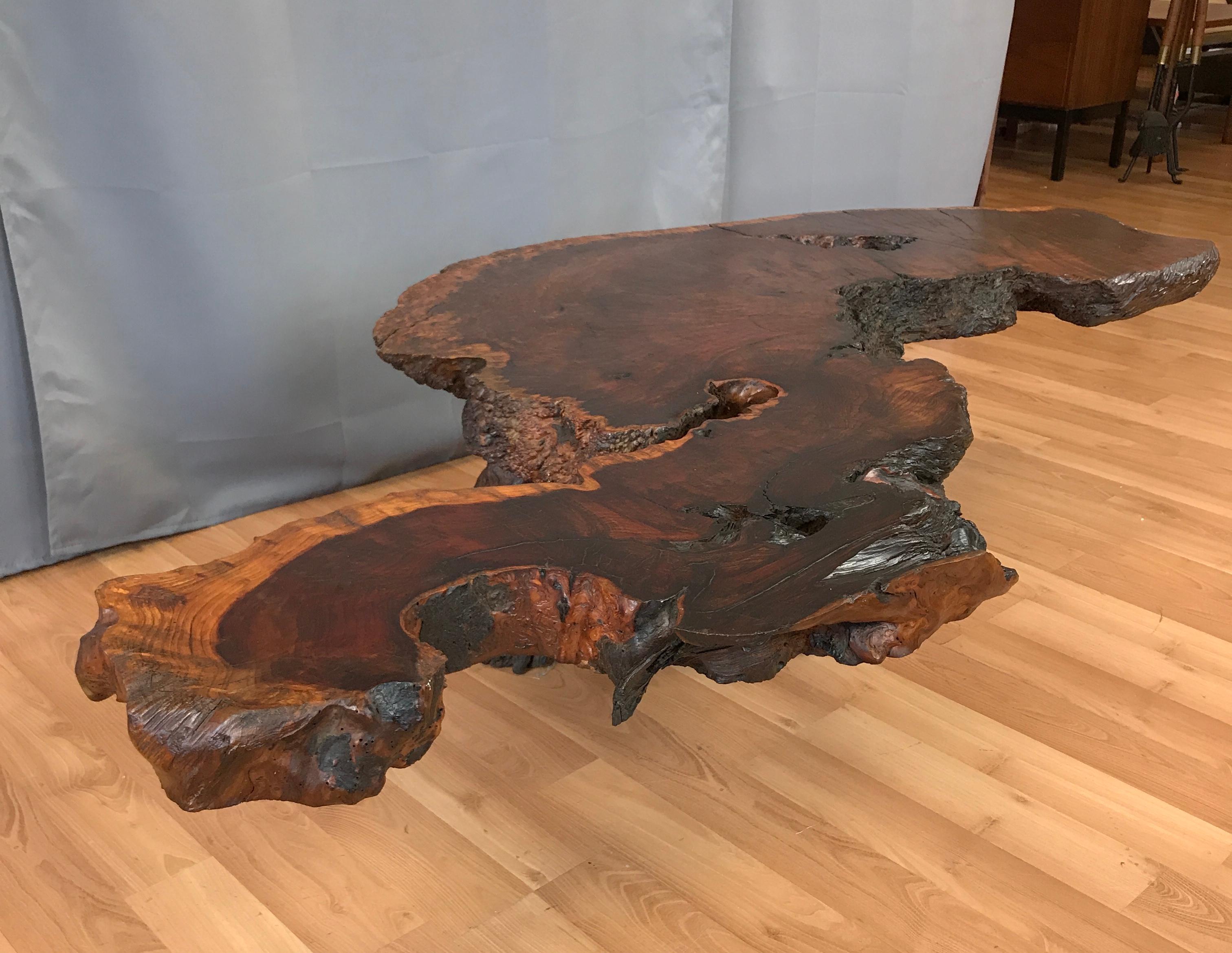 Monumental Live Edge Redwood Burl Coffee or Cocktail Table In Good Condition In San Francisco, CA
