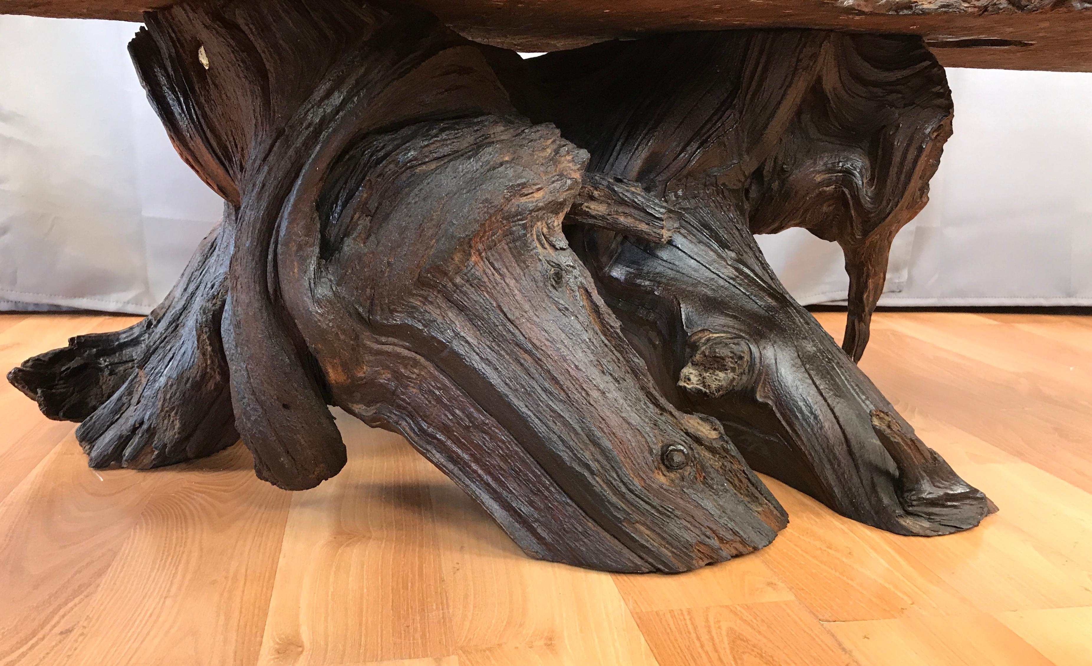 Monumental Live Edge Redwood Burl Coffee or Cocktail Table 1