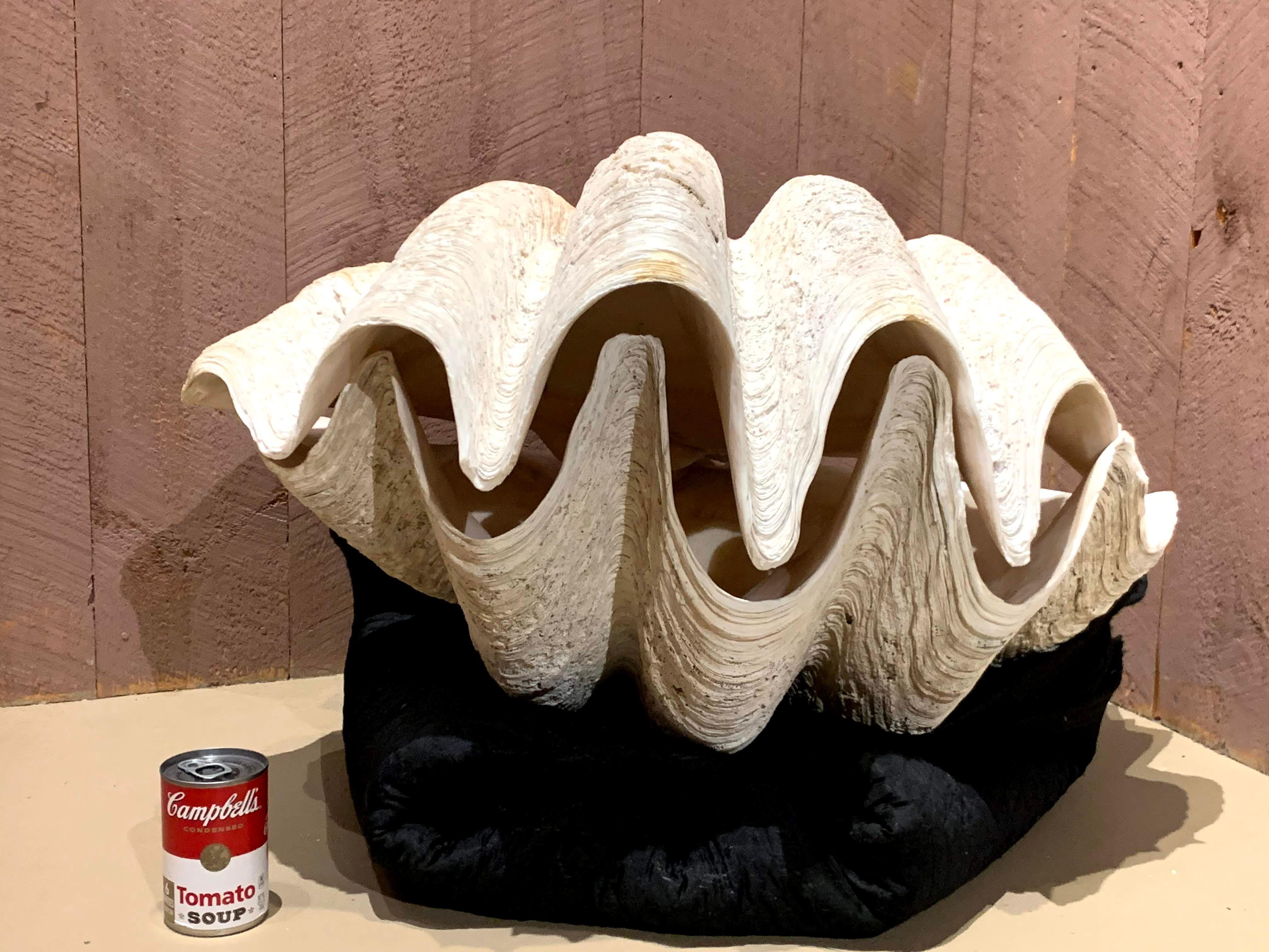 A monumental matching pair of Tridacna Gigas or giant clamshells. The giant clams are the members of the clam genus Tridacna that are the largest living bivalve mollusks. This hard to find pair is probably of South Pacific origin and is in very good