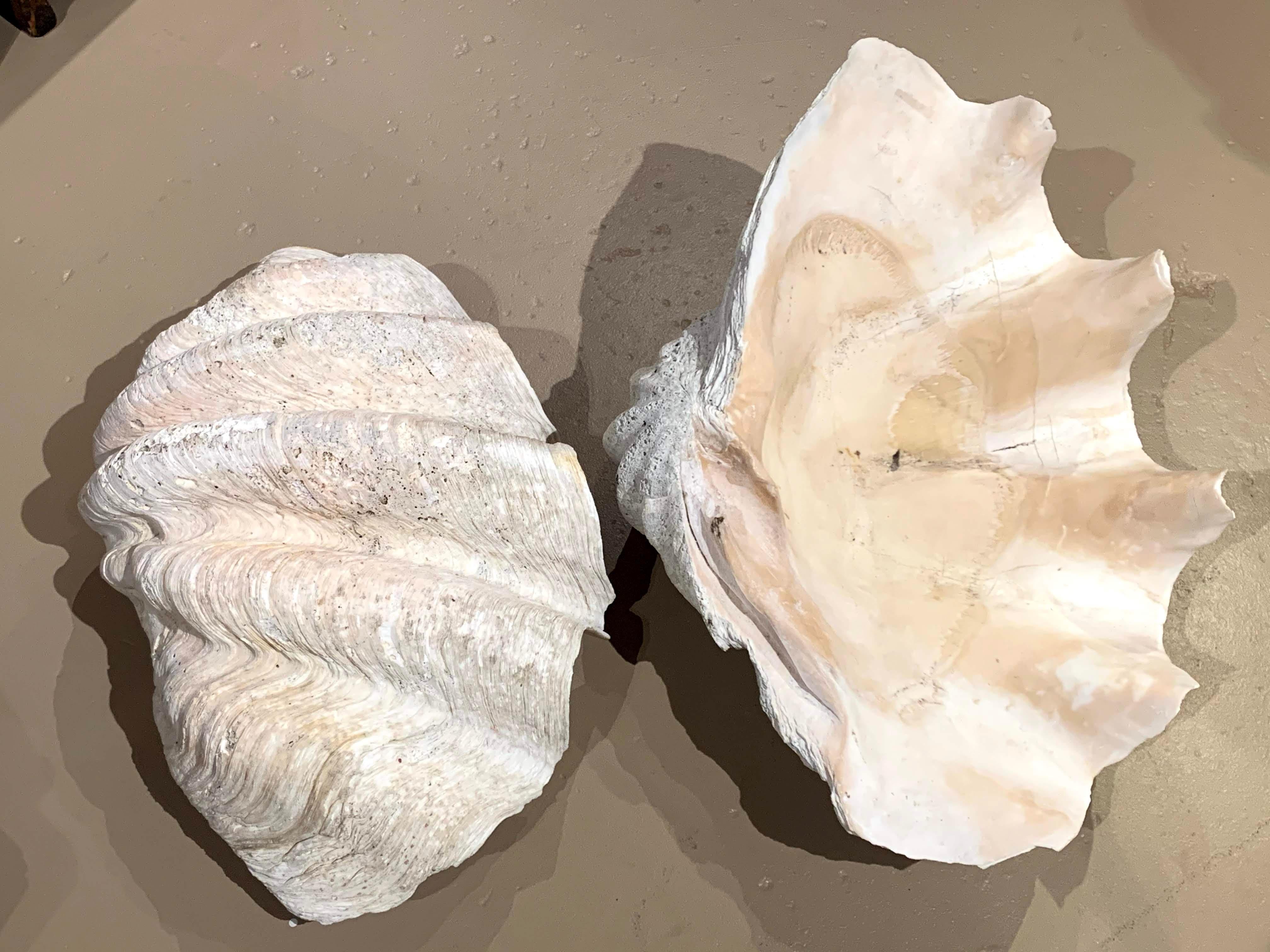 Monumental Matching Pair of Tridacna Gigas Giant Clamshells In Good Condition In Milford, NH