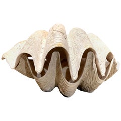 Monumentales Paar von Tridacna Gigas Riesenmuscheln