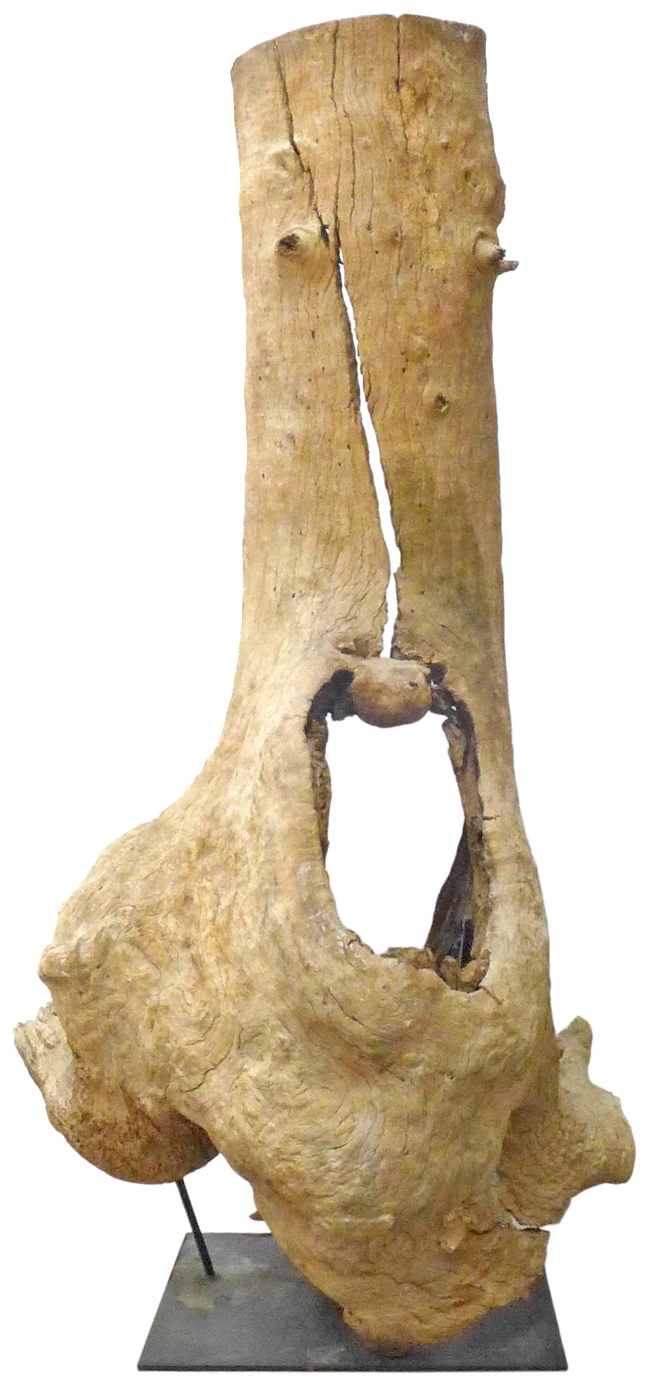 Organic Modern Monumental Mounted Tree Trunk Sculpture For Sale