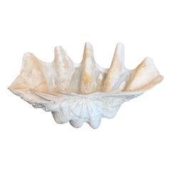 Monumental Natural Tridacna Clam Shell Planter / Jardinière