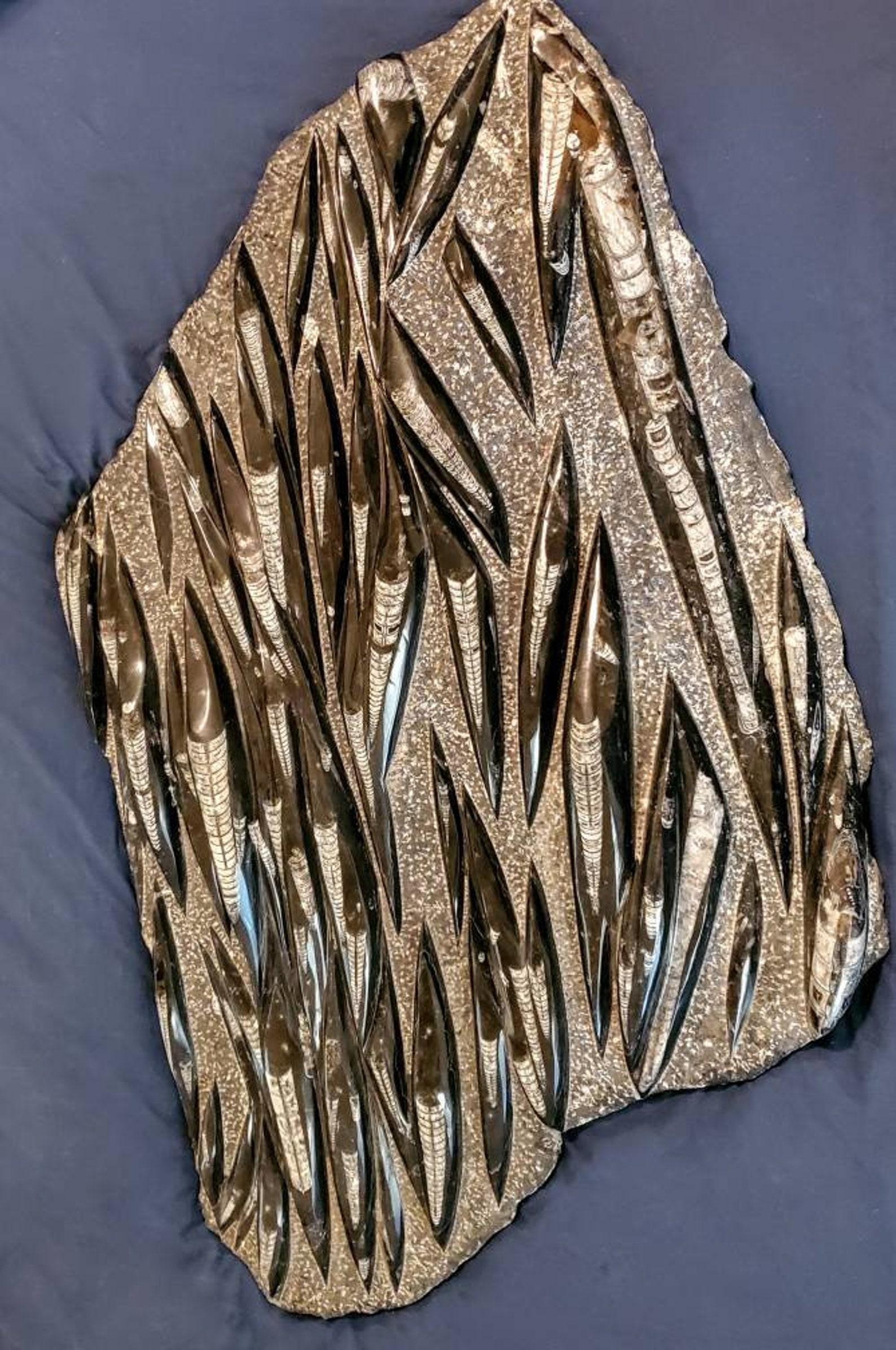 A spectacular large polished orthoceras fossil plate, with numerous orthoceras embedded in ancient rock surface.

Provenance: 
Eight Point Ranch, Elgin, Texas

Dimensions (approx):
40