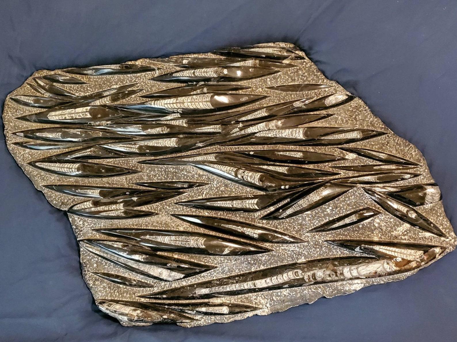 Monumental Orthoceras Fossil Plate Specimen In Good Condition In Forney, TX