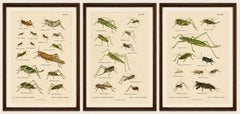 Monumental Orthoptera of Central Europe – Three Hand-Colored Lithographs, 1908