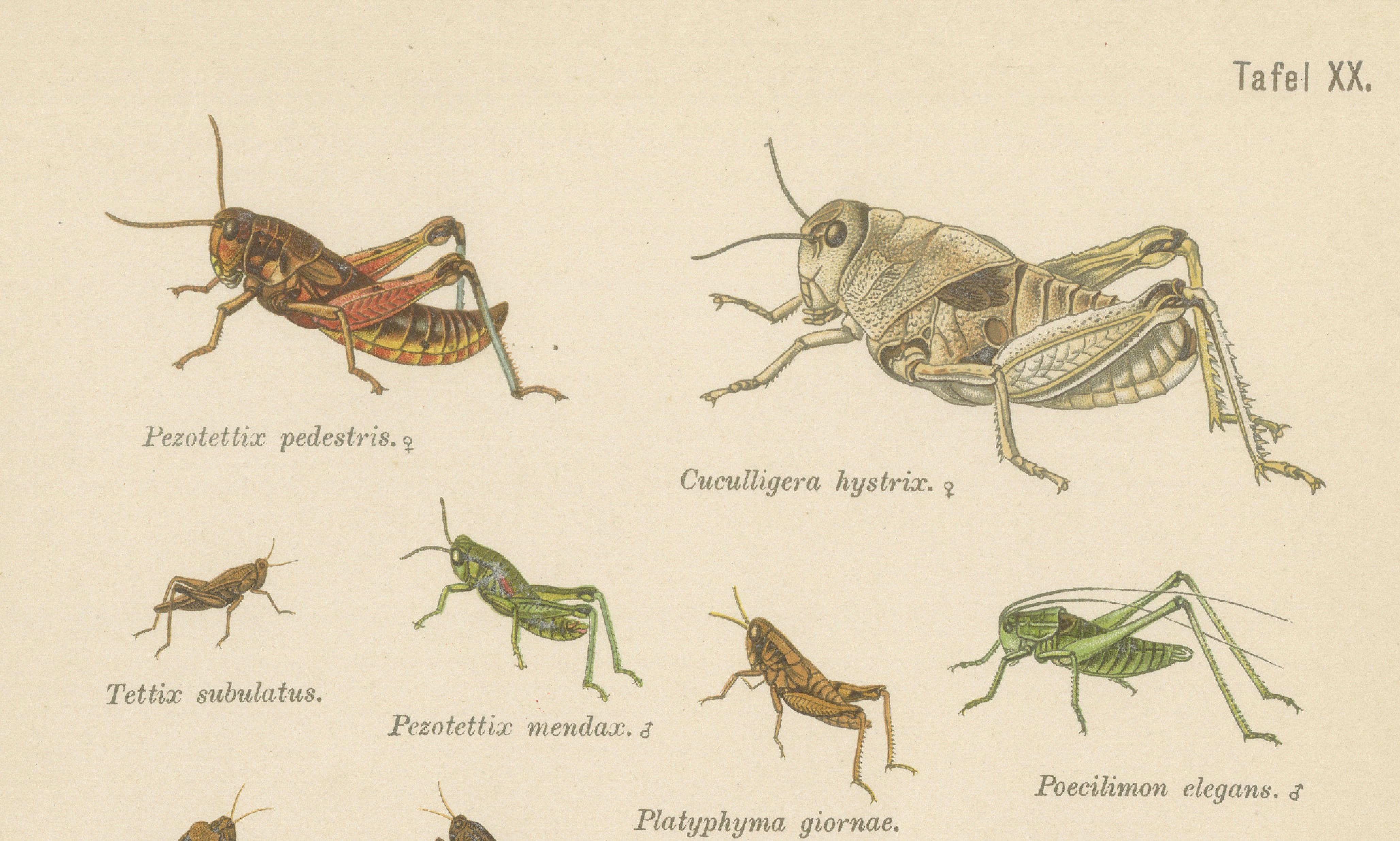Monumental Orthoptera of Central Europe – Three Hand-Colored Lithographs, 1908
