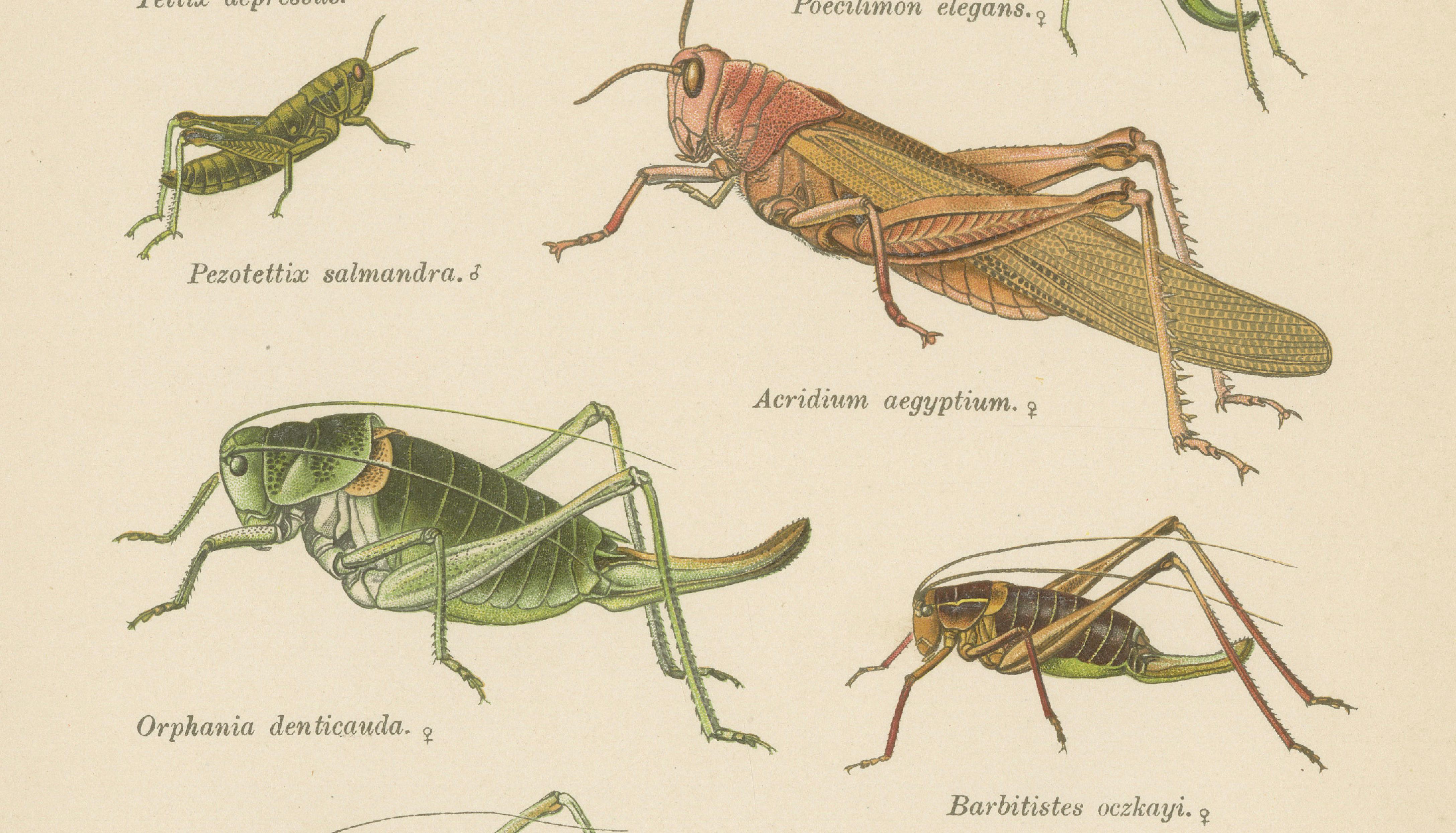 Monumental Orthoptera of Central Europe – Three Hand-Colored Lithographs, 1908