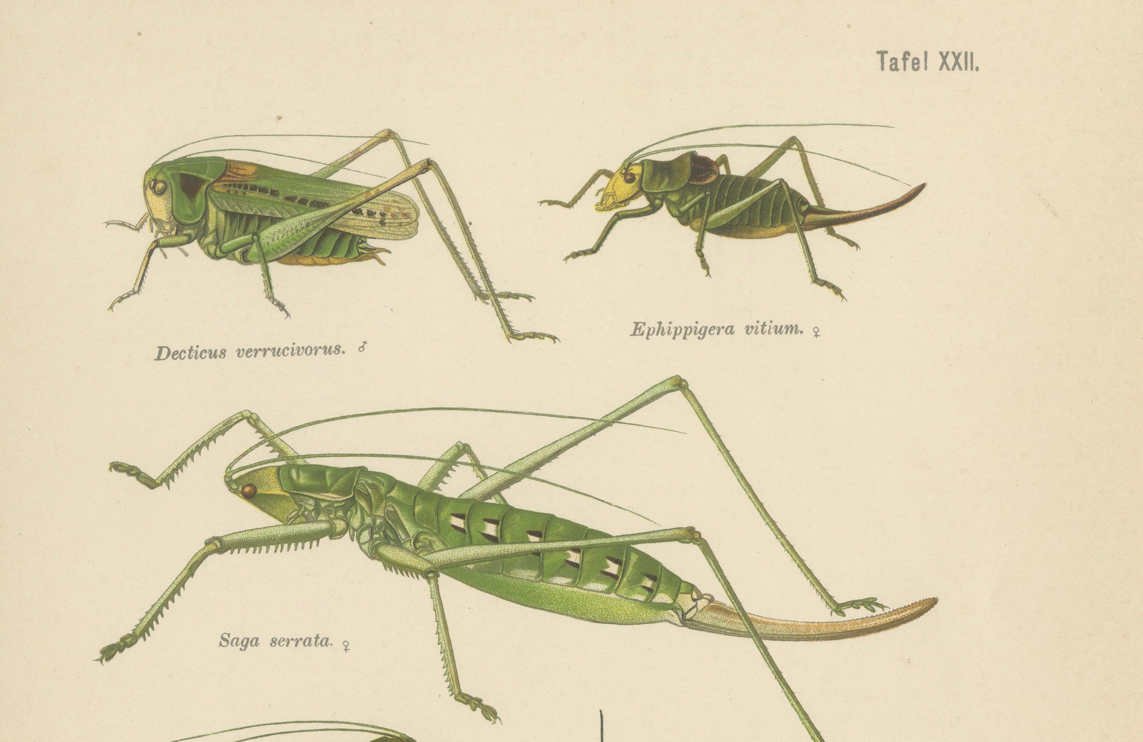 Monumental Orthoptera of Central Europe – Three Hand-Colored Lithographs, 1908