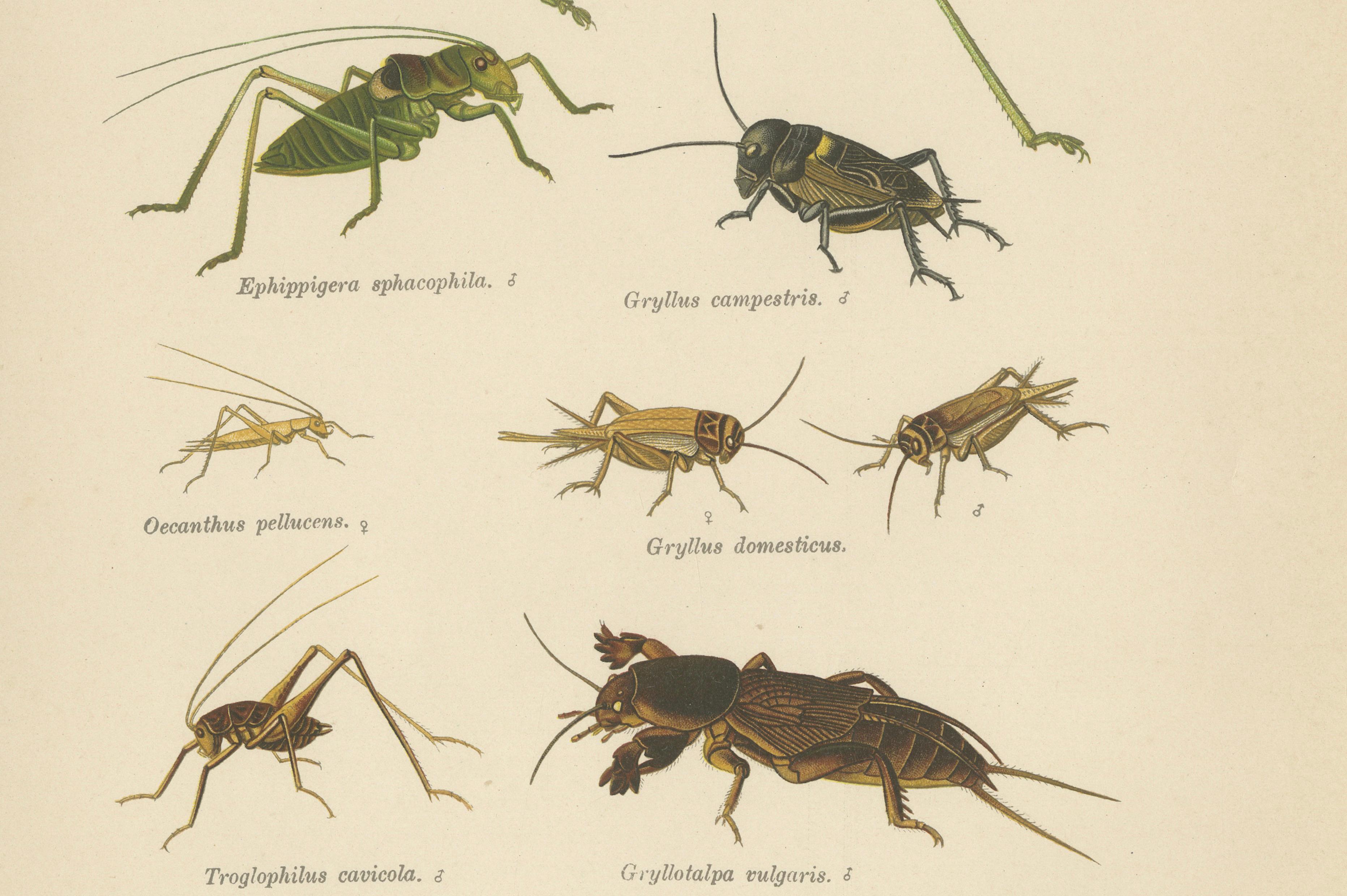 Monumental Orthoptera of Central Europe – Three Hand-Colored Lithographs, 1908