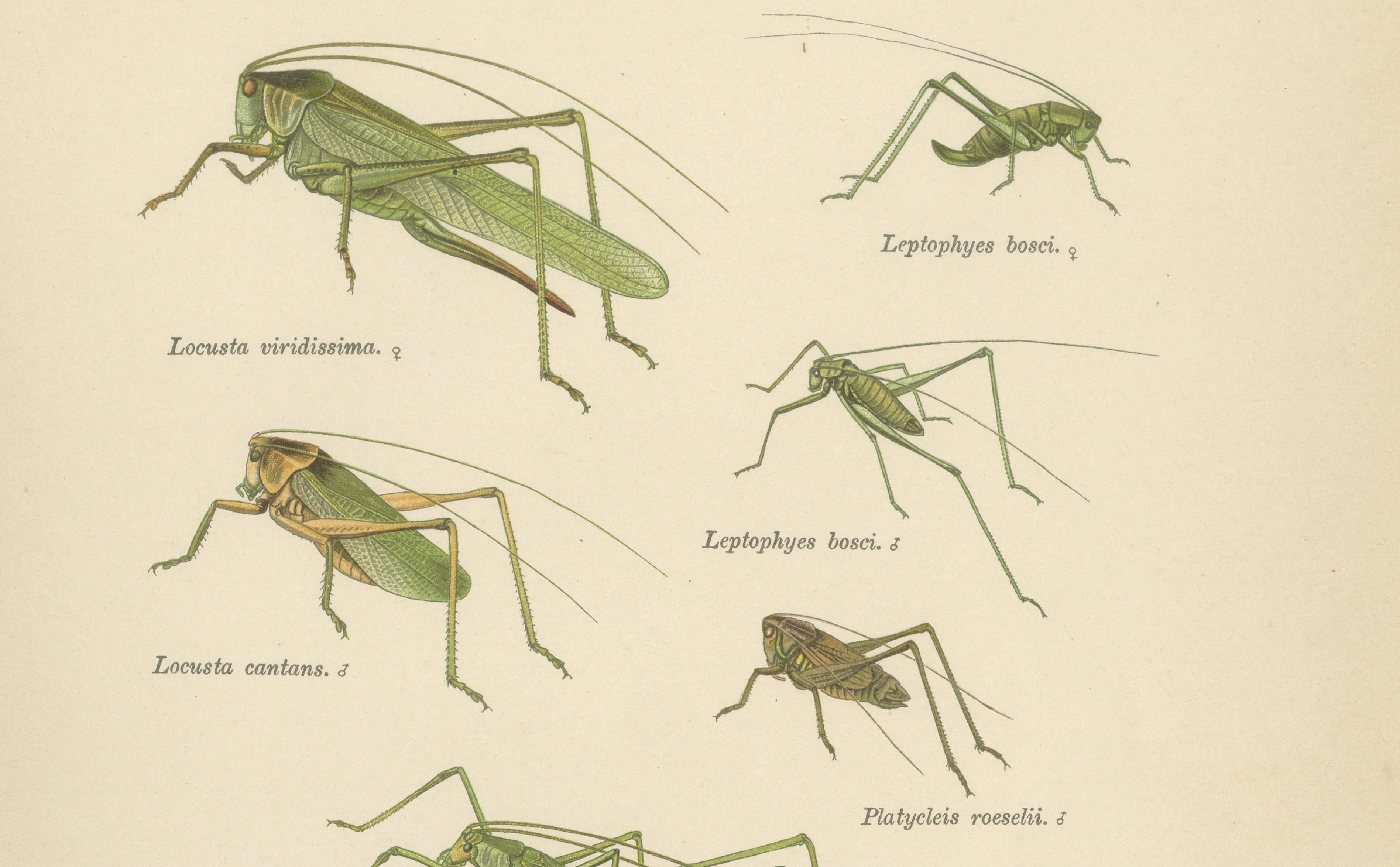 Monumental Orthoptera of Central Europe – Three Hand-Colored Lithographs, 1908