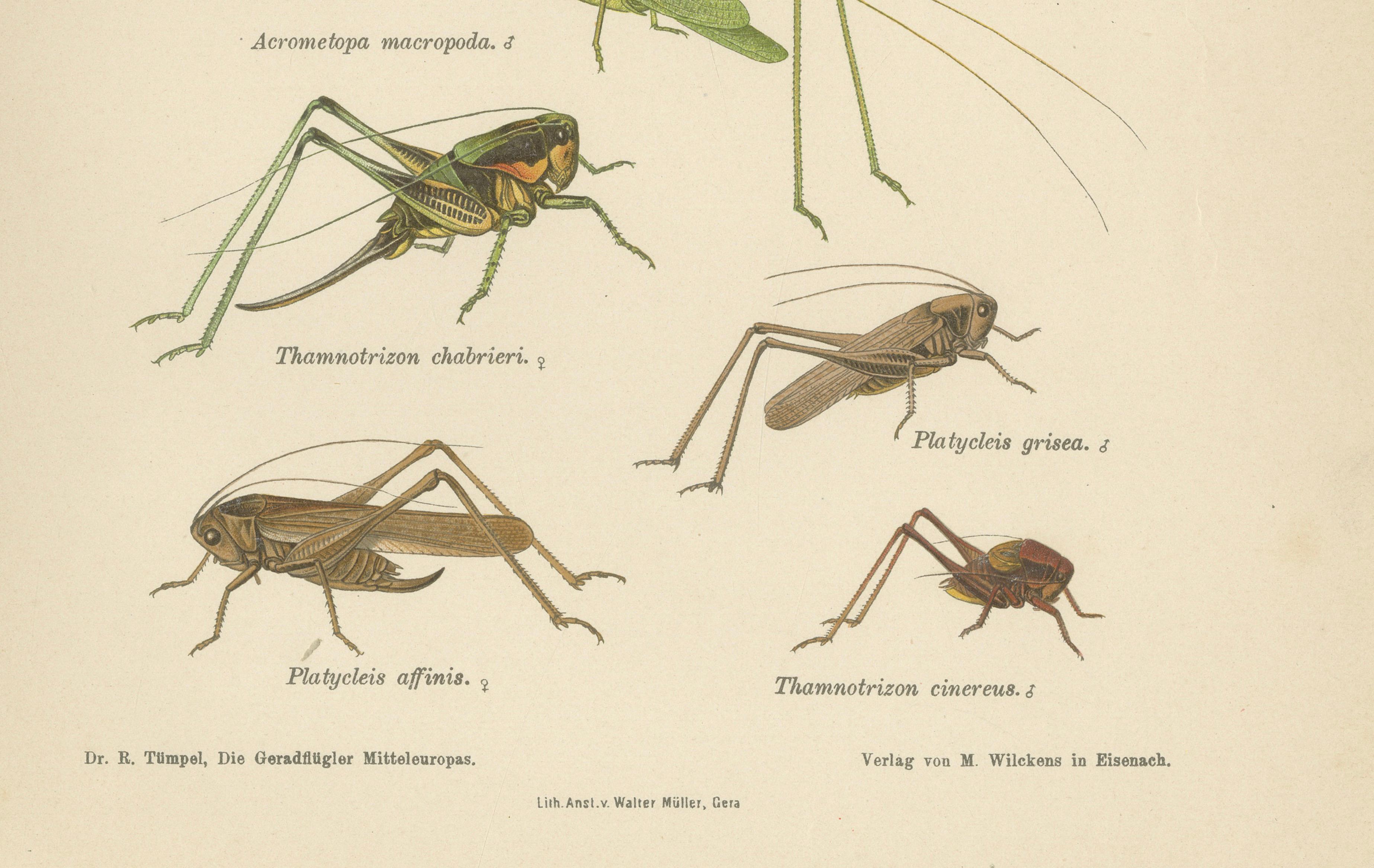 Monumental Orthoptera of Central Europe – Three Hand-Colored Lithographs, 1908