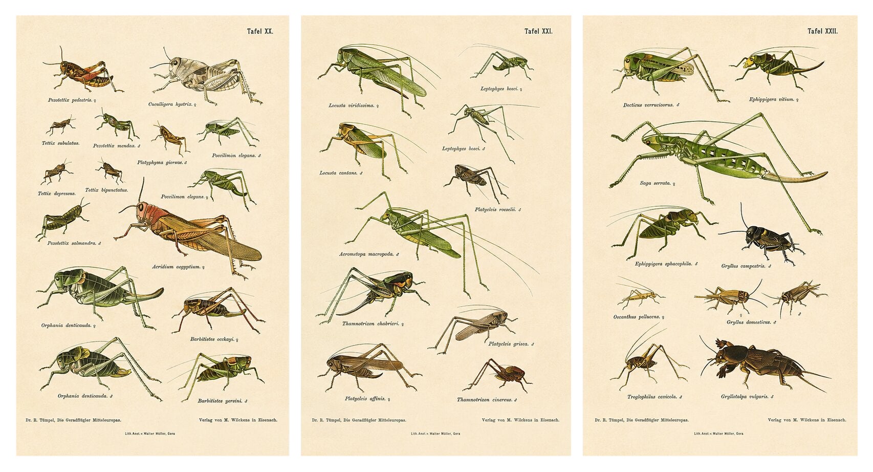 Monumental Orthoptera of Central Europe – Three Hand-Colored Lithographs, 1908