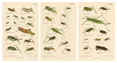 Monumental Orthoptera of Central Europe – Three Hand-Colored Lithographs, 1908