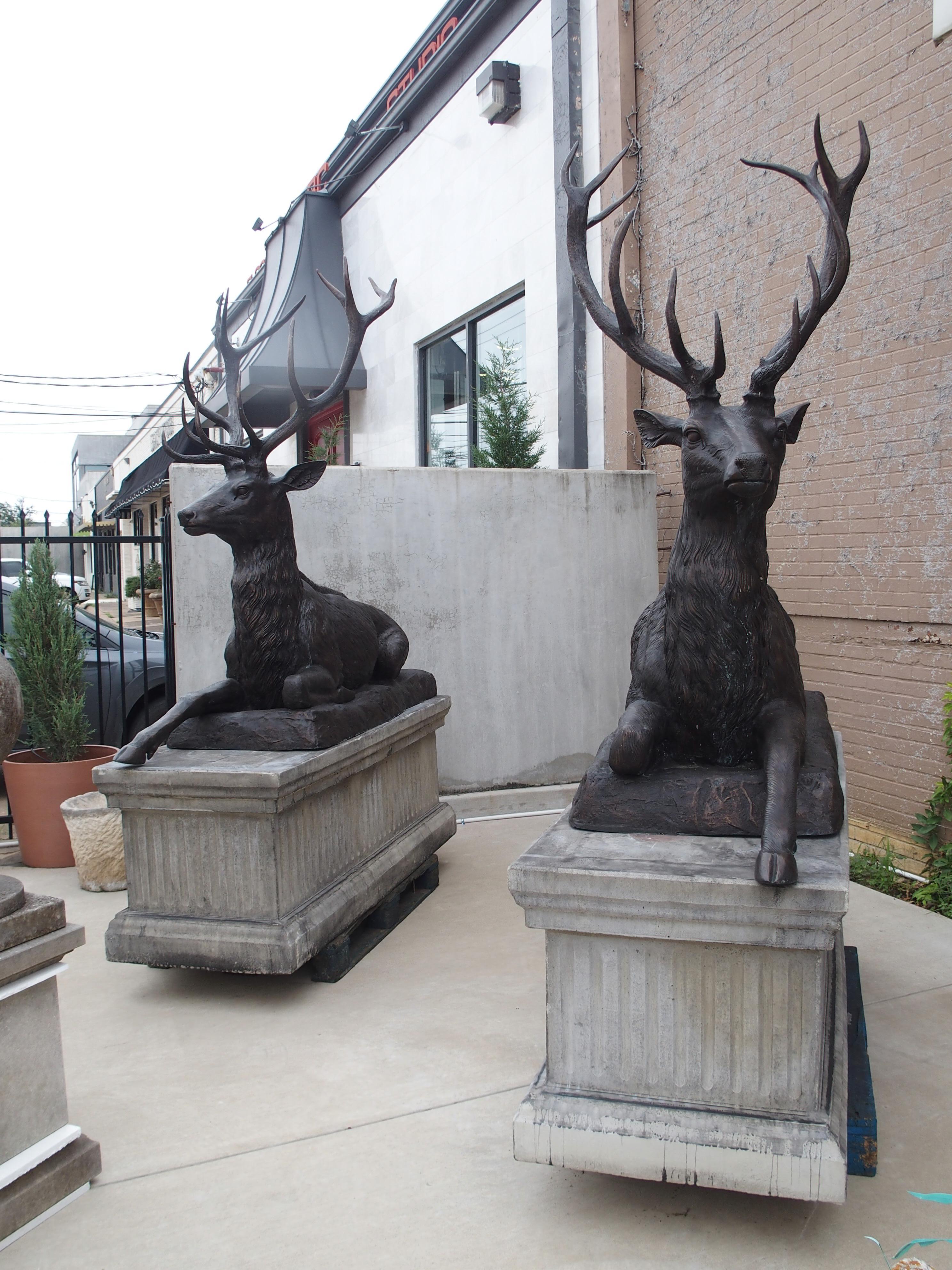 Monumental Pair of Bronze Stags on Cast Stone Pedestals, H-97 1/2 inches 11