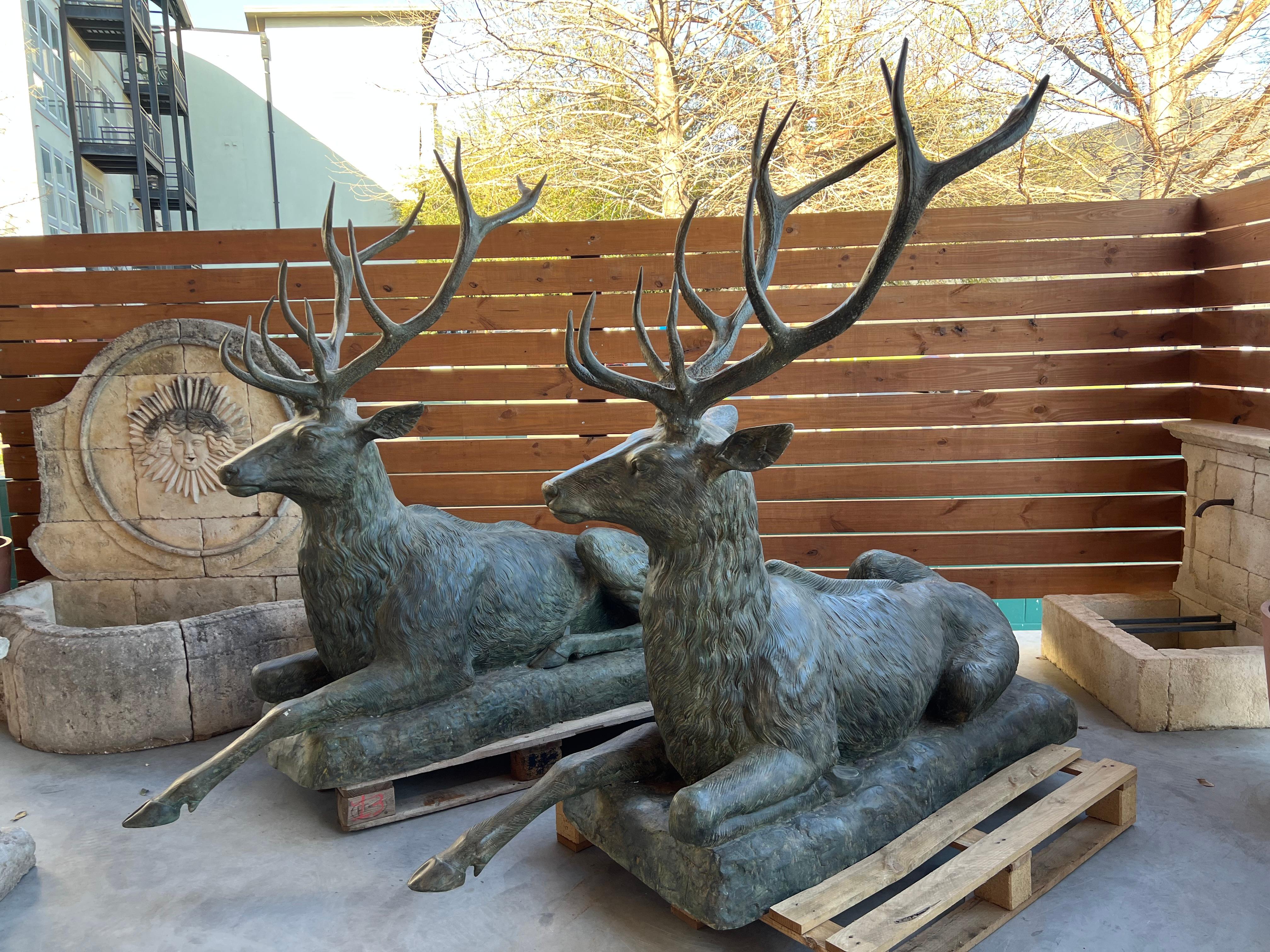Larger than life-sized, this monumental pair of bronze stags is a sight to behold. Measuring 69 inches tall, the impressive statues would greatly enhance any setting. Both deer have been hand-patinated, giving the bronze a verdigris hue. The animals