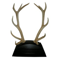 Monumental Pair of Trophy Red Stag Antlers, Scotland