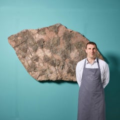 Crinoide fosilizado en forma de placa monumental