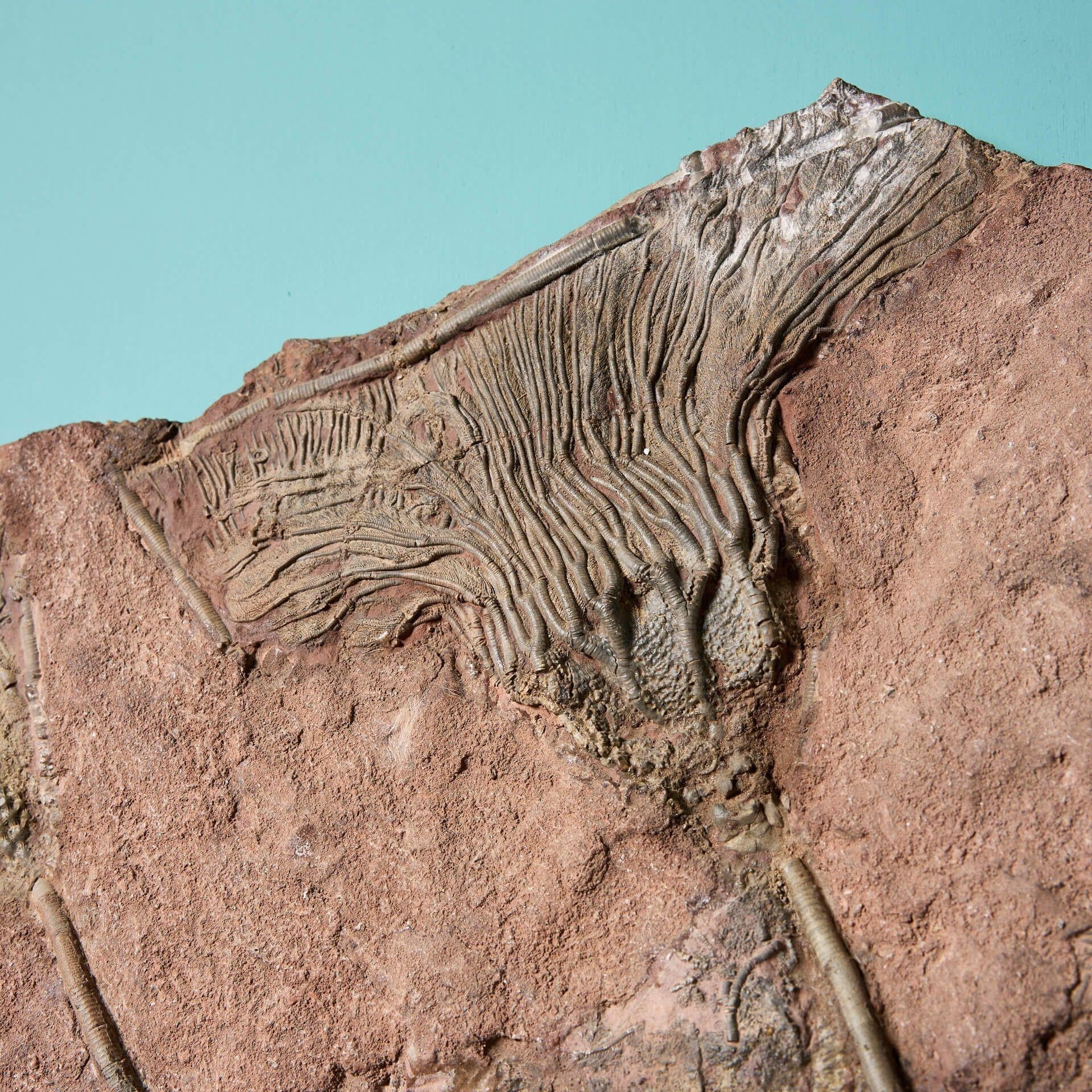 Marocchino Crinoide fossilizzato a forma di piatto monumentale in vendita