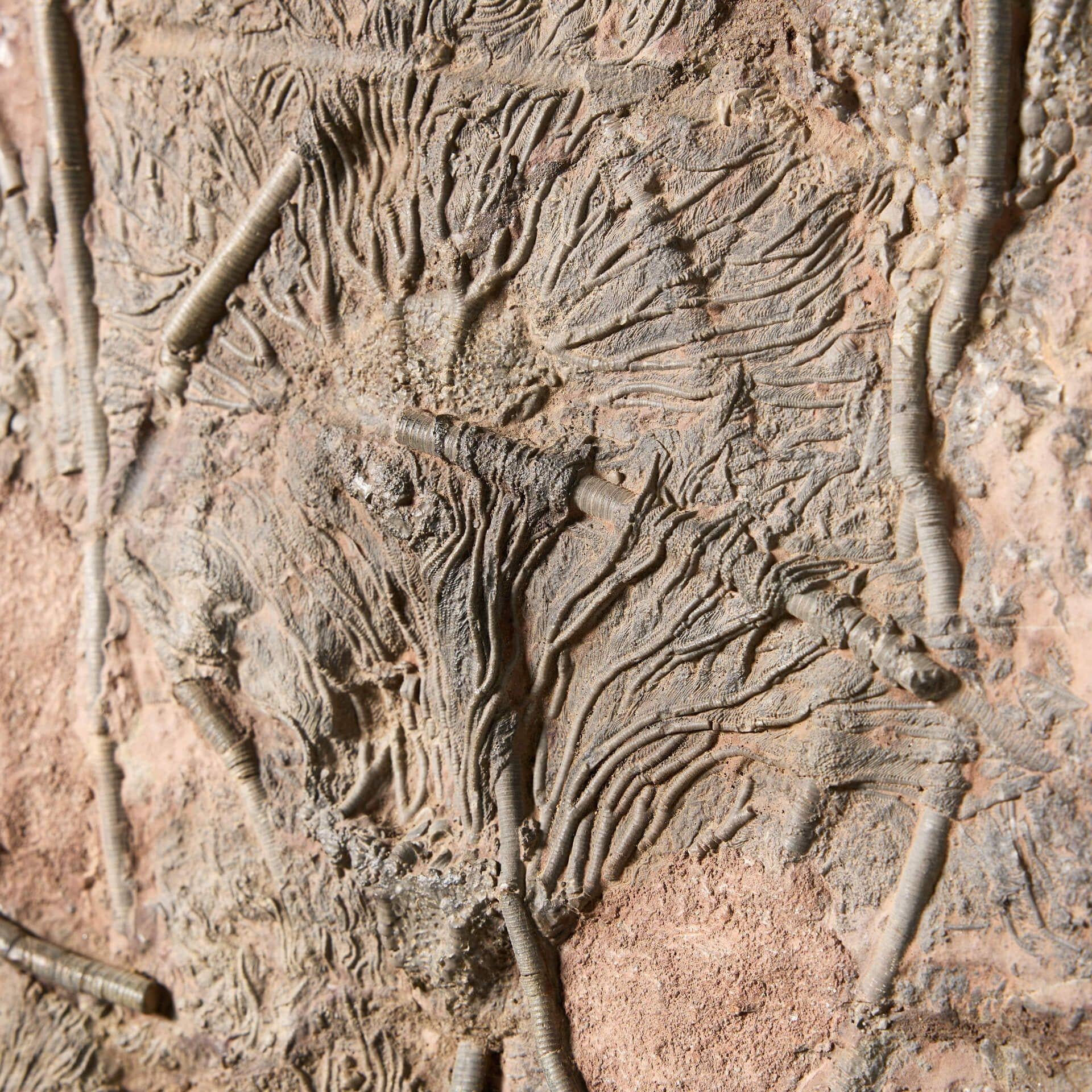 Crinoide fossilizzato a forma di piatto monumentale In condizioni discrete in vendita a Wormelow, Herefordshire