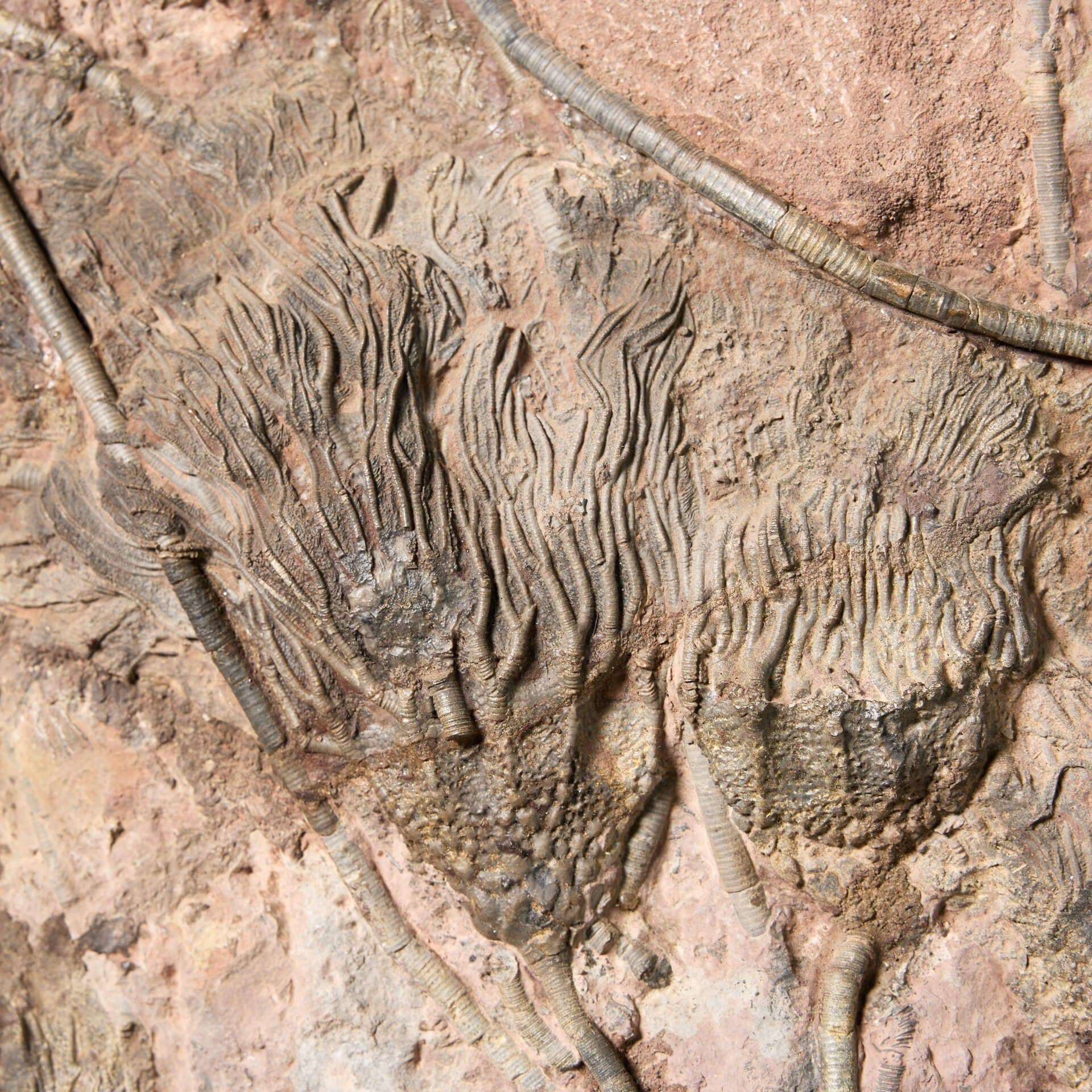 Fino al XVIII secolo Crinoide fossilizzato a forma di piatto monumentale in vendita