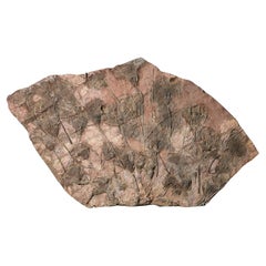 Crinoide fosilizado en forma de placa monumental