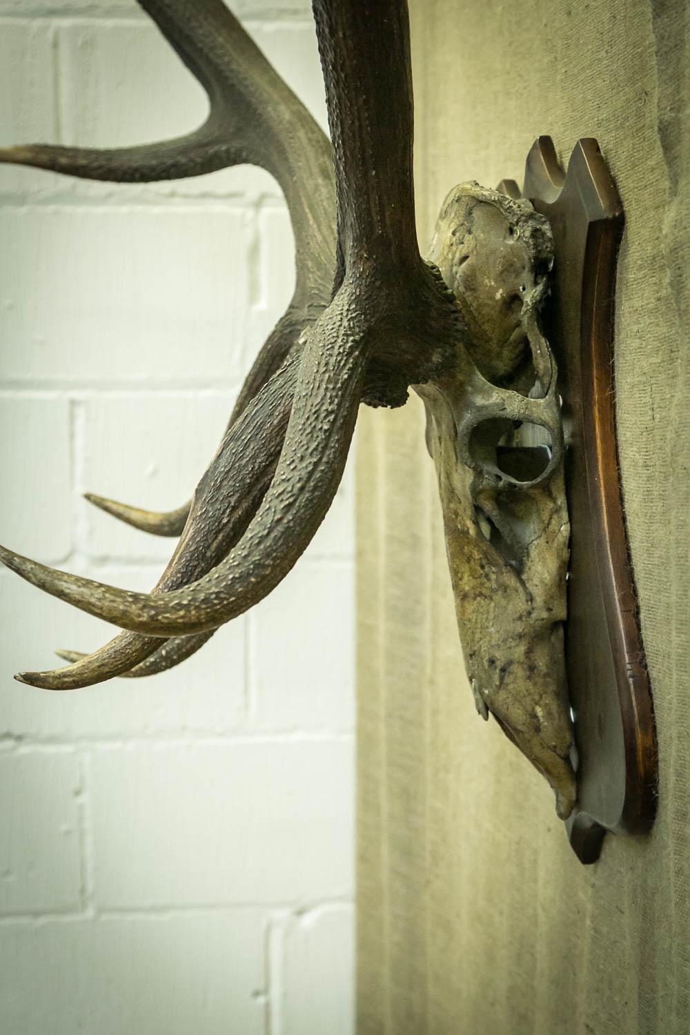 A monumental pair of antlers, Wapiti (Cervus Elaphus Nelsoni). 
Mounted on the original backboard with the name Wapiti inscribed to the reverse of the shield.
The skull has been split down the middle to aid the original transportation of the