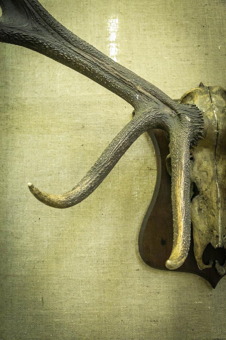 Monumental Set of Edwardian Wapiti / Elk Antlers For Sale at 1stDibs
