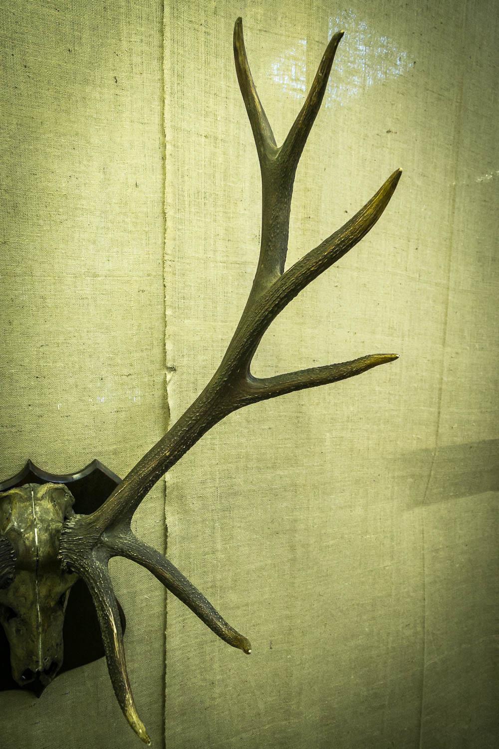 Woodwork Monumental Set of Edwardian Wapiti / Elk Antlers For Sale