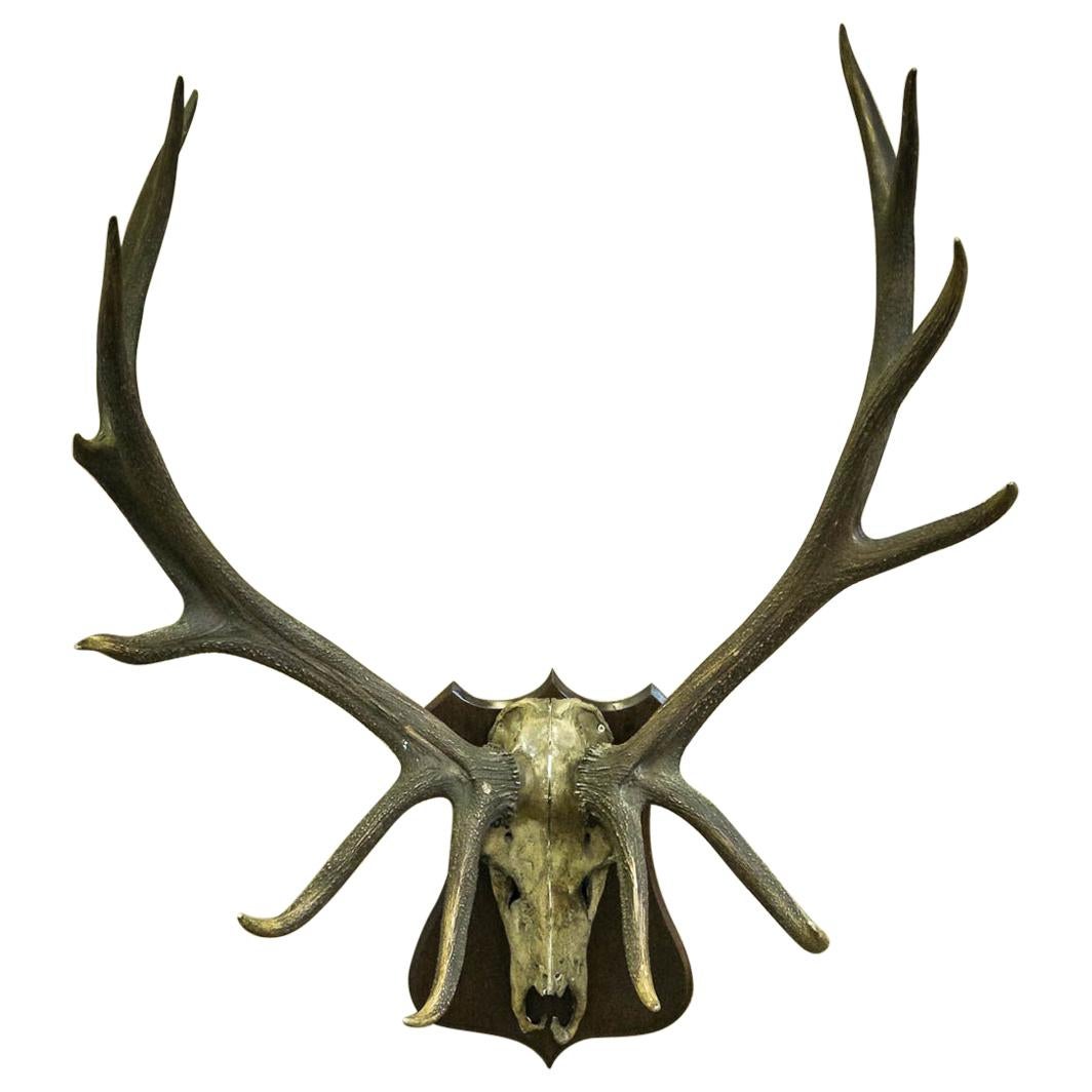 Monumental Set of Edwardian Wapiti / Elk Antlers For Sale