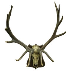 Monumental Set of Edwardian Wapiti / Elk Antlers