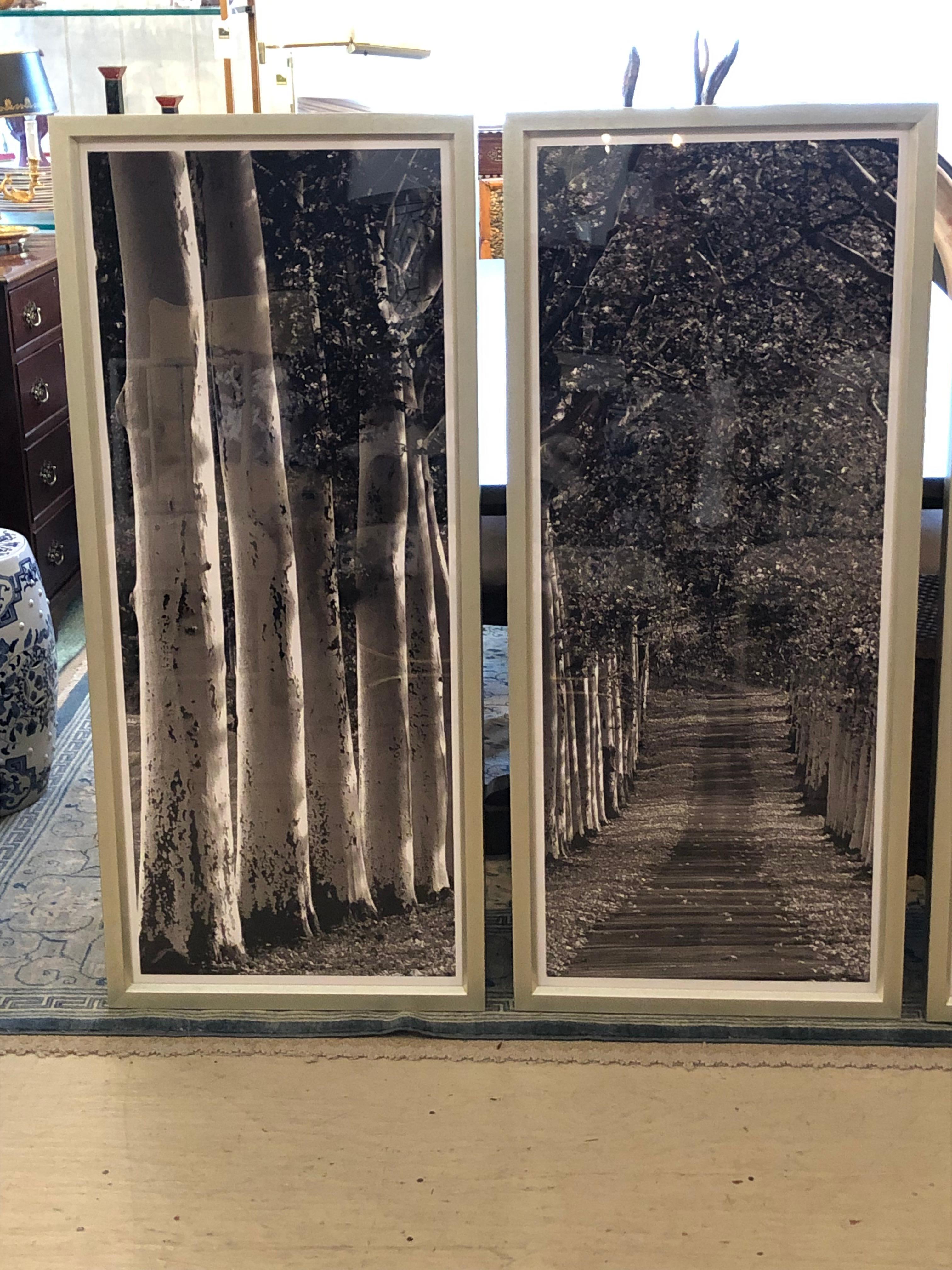 American Monumental Striking 3 Panel Triptych Photograph of Birch Trees