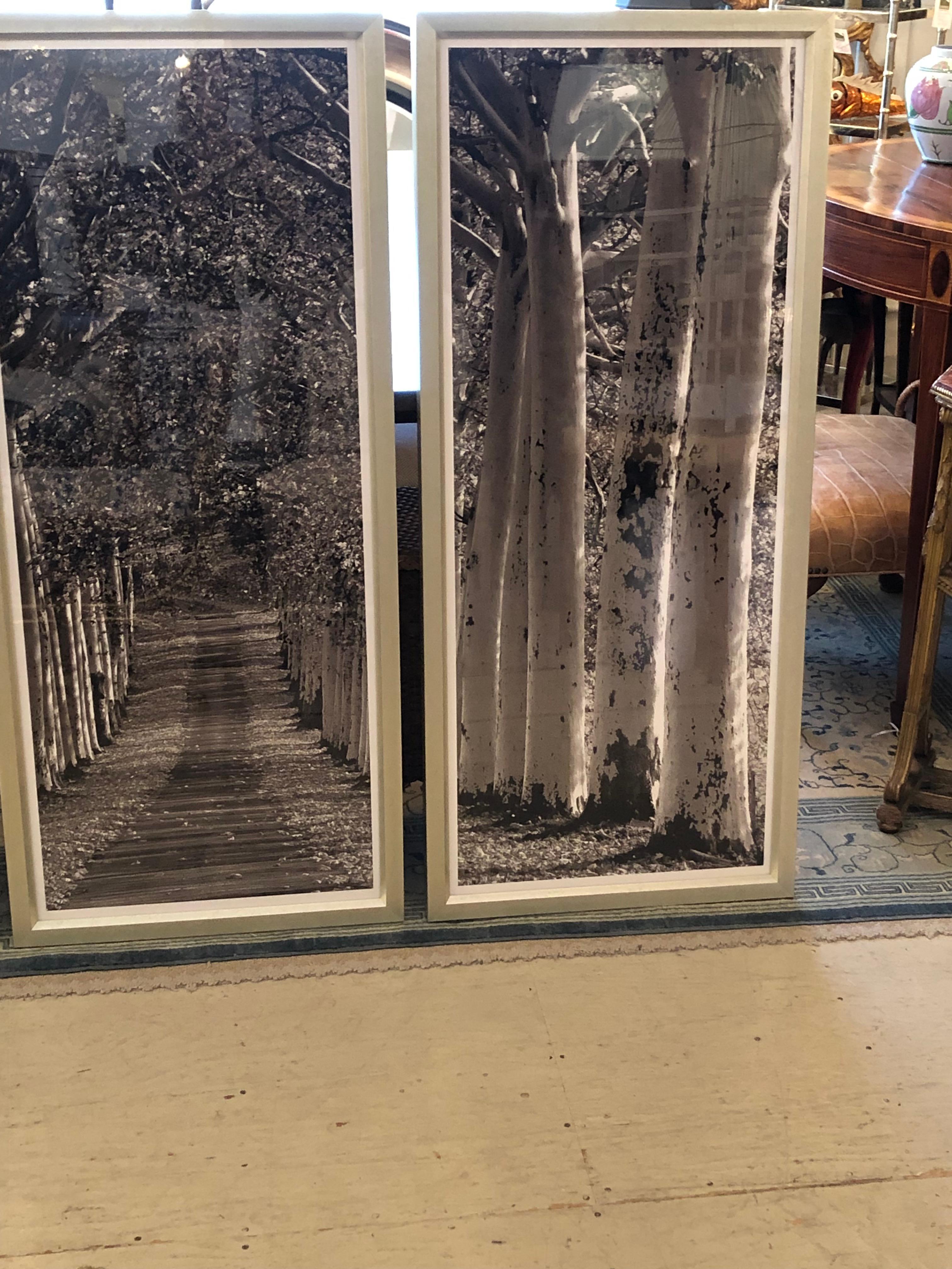 Monumental Striking 3 Panel Triptych Photograph of Birch Trees In Good Condition In Hopewell, NJ