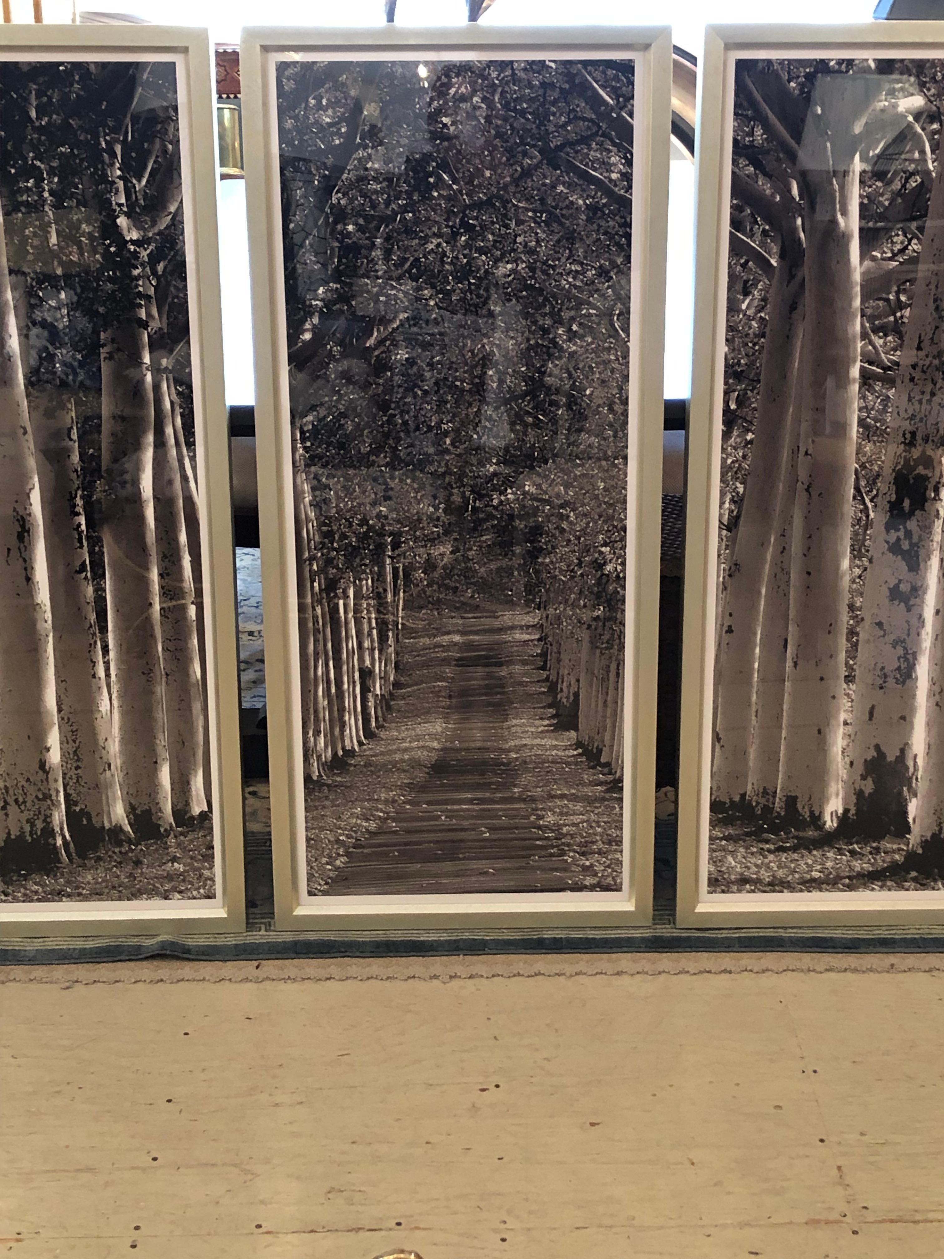 Contemporary Monumental Striking 3 Panel Triptych Photograph of Birch Trees