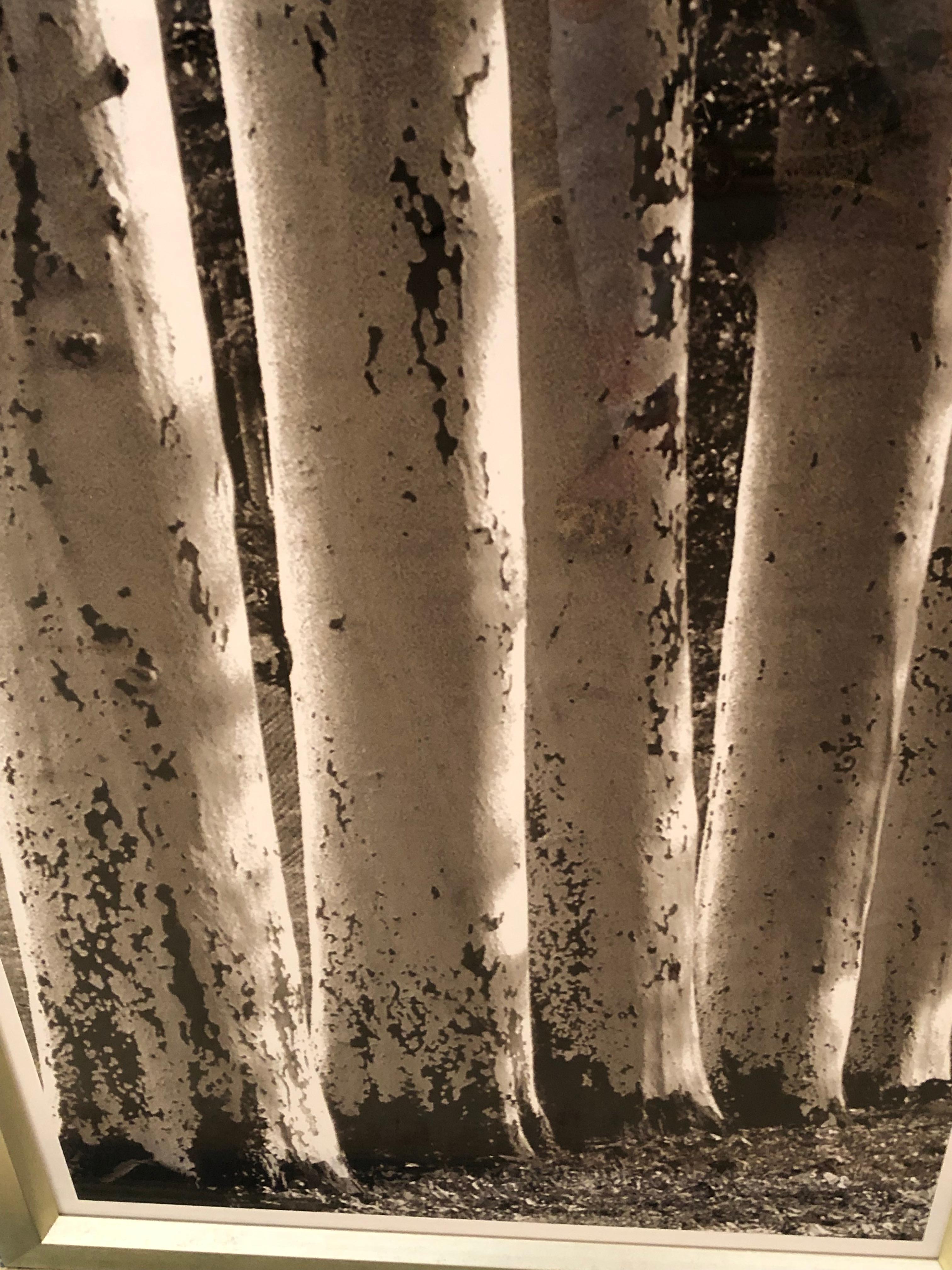 Monumental Striking 3 Panel Triptych Photograph of Birch Trees 2
