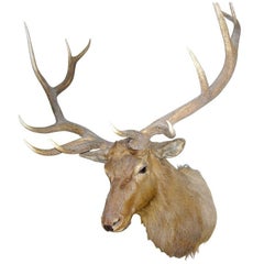 Monumental Twelve-Point Elk Mount
